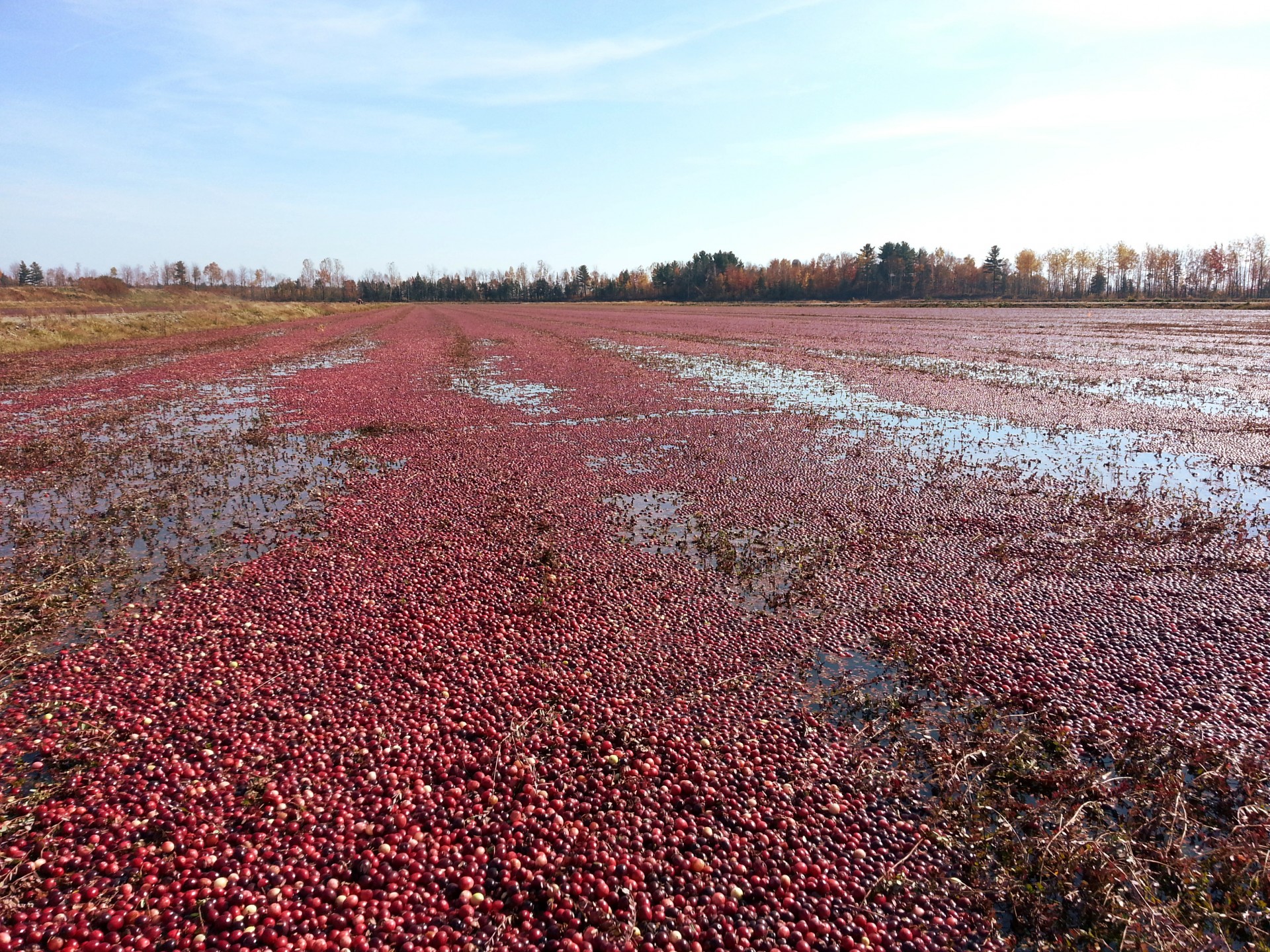 Cranberry Felder überflutet