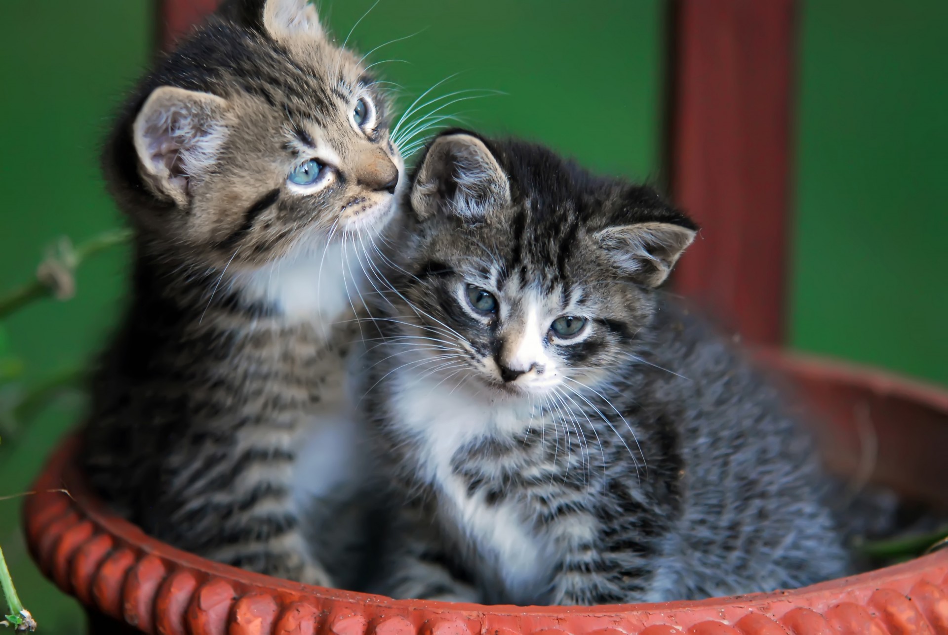 Cute Kittens In Basket