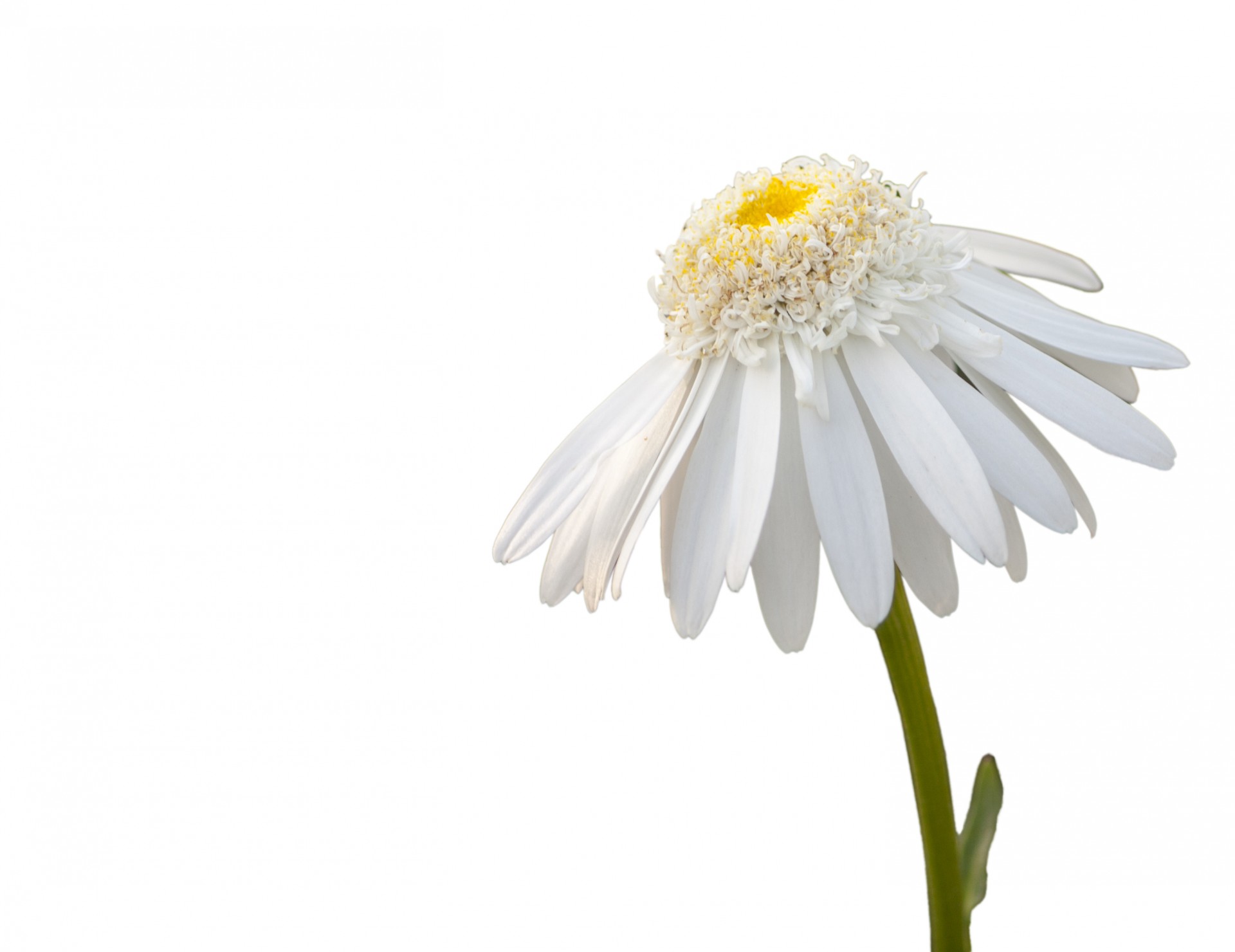 Daisy Flower Witte Achtergrond
