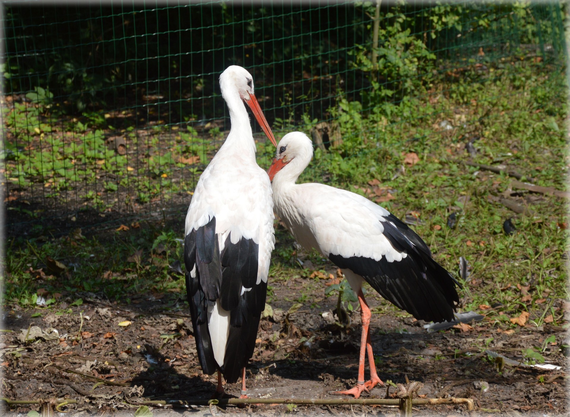 Die Stork 3