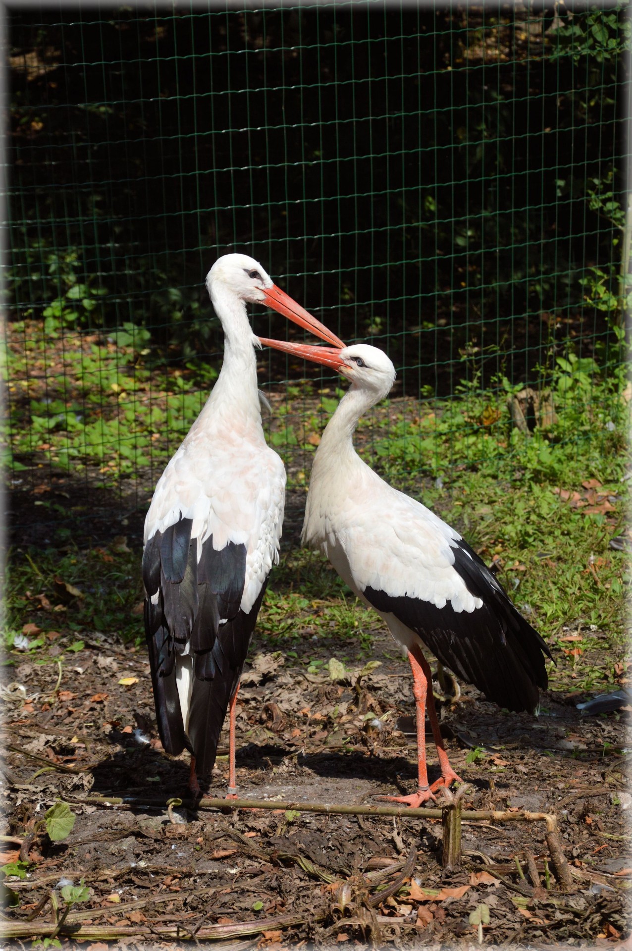 Die Stork 5