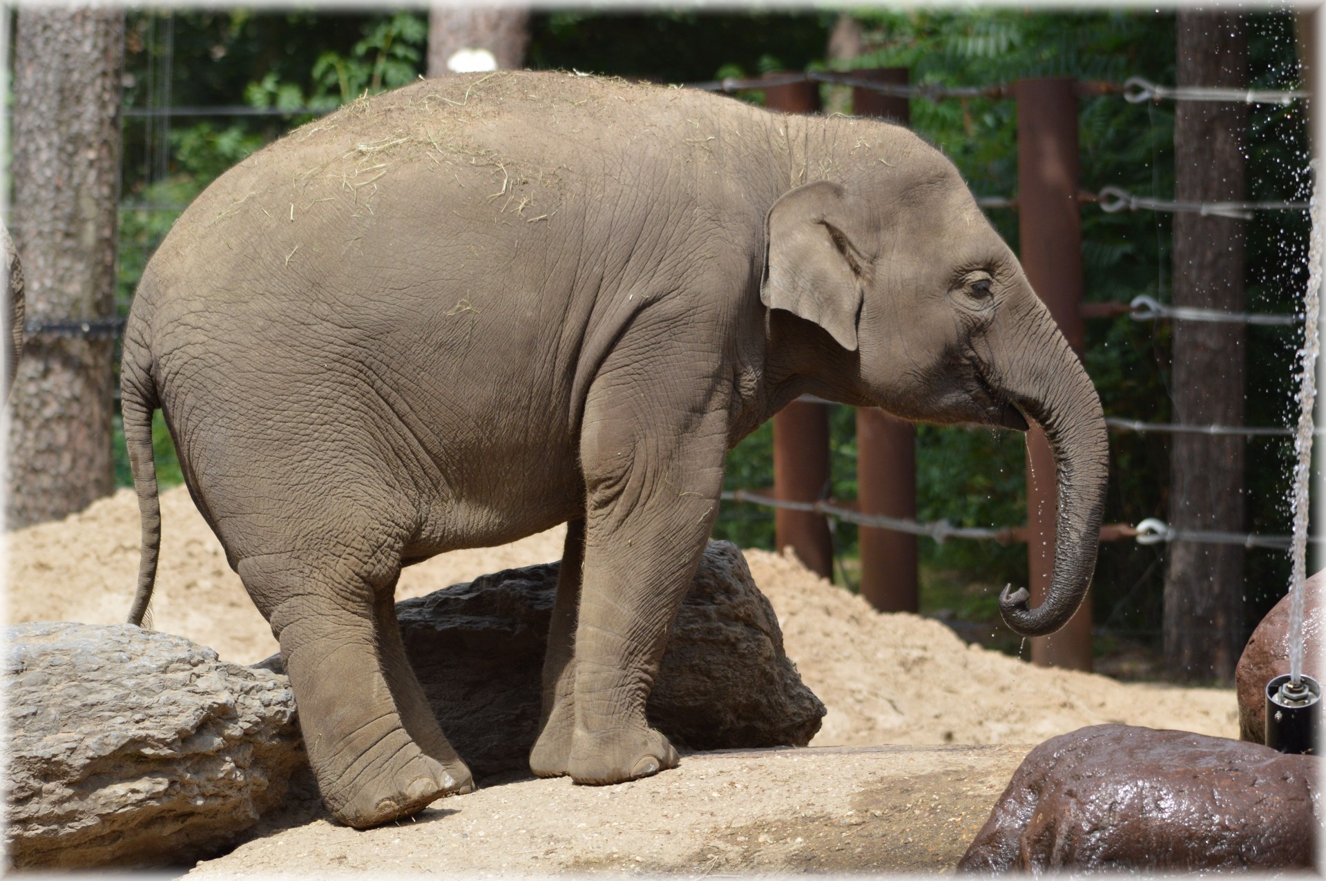 Baby elephant 7