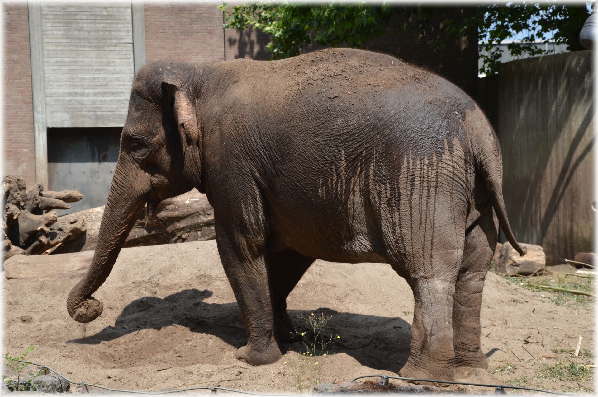 Die Sri Lankan Elephant 1