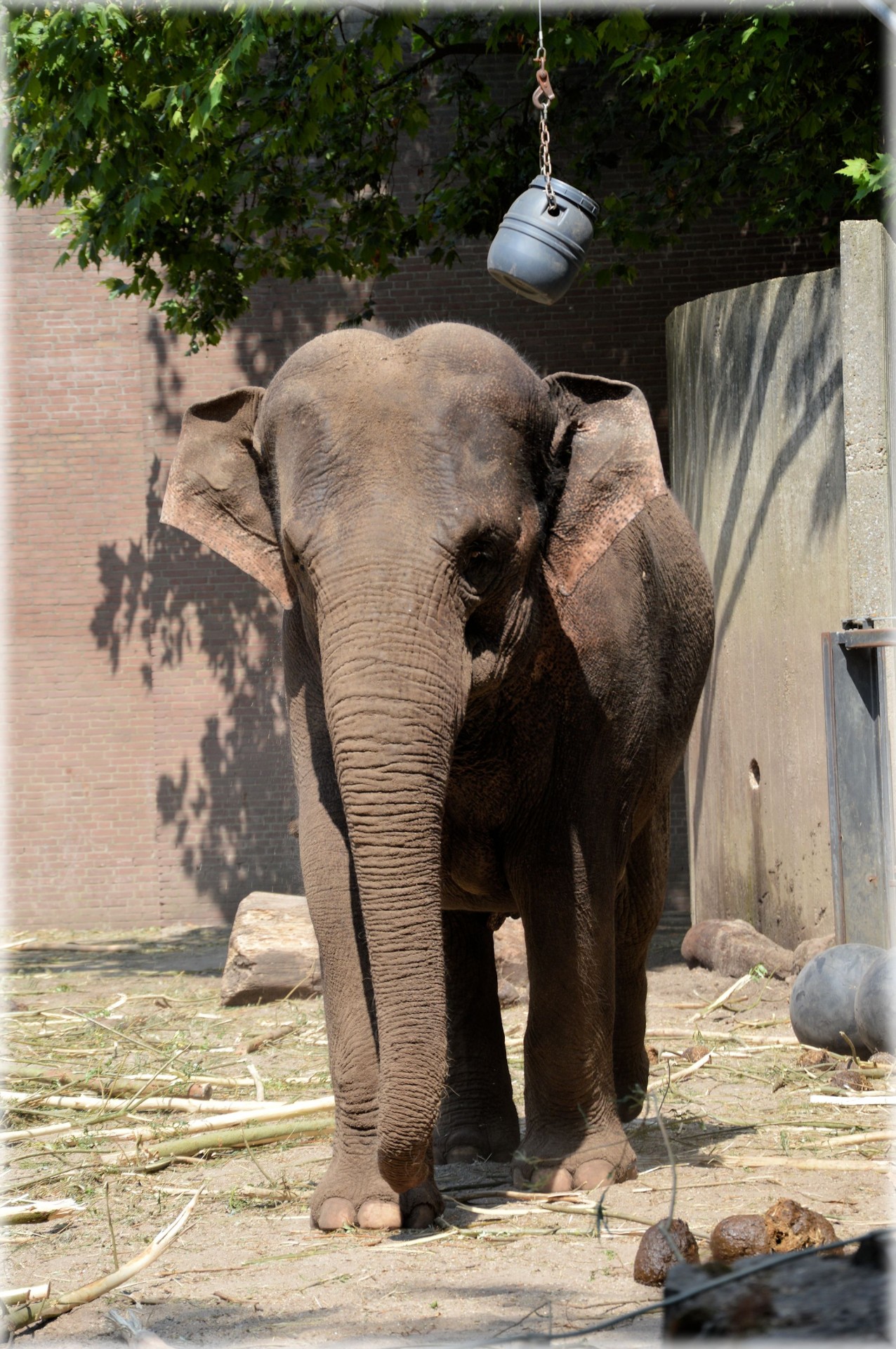 De Sri Lankaanse olifant 7