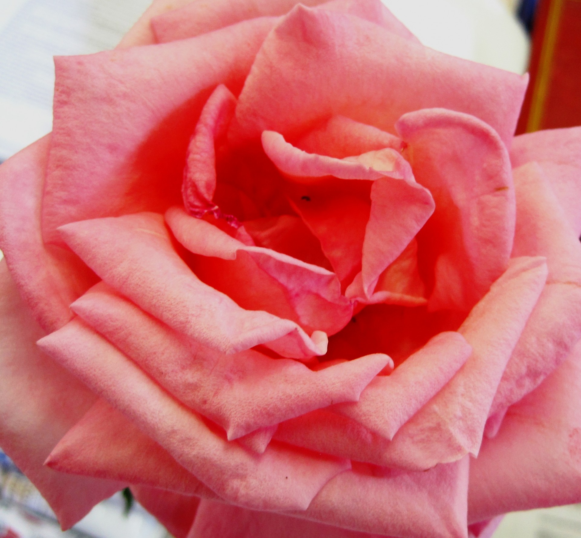 темно-розовые розы