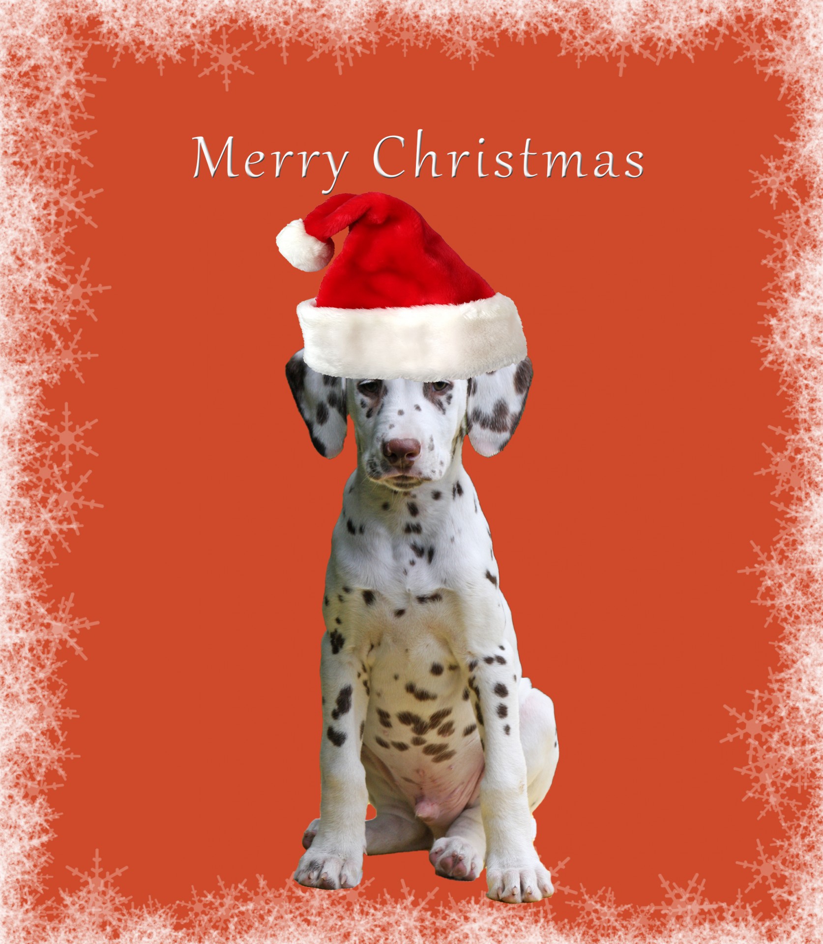 Собака Рождественская открытка