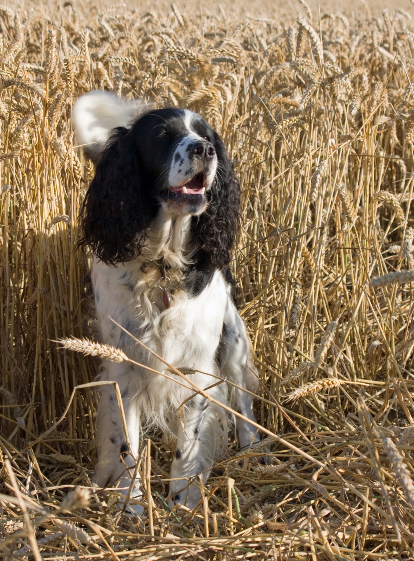 Собака в поле пшеницы