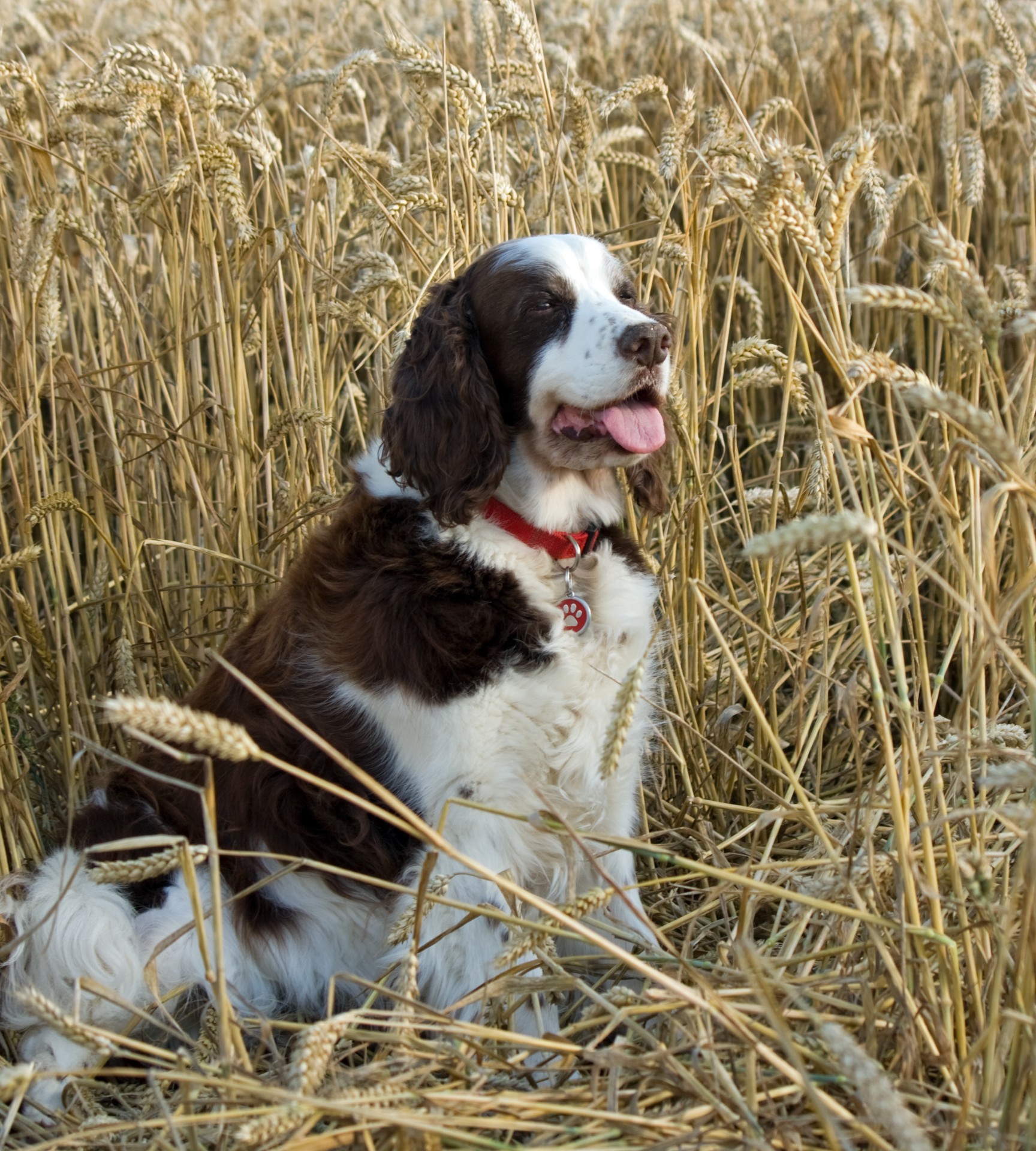 Hund im Weizenfeld