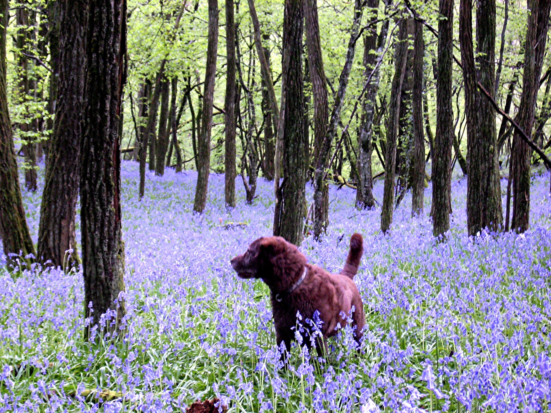 Hund im Wald mit Glockenblumen