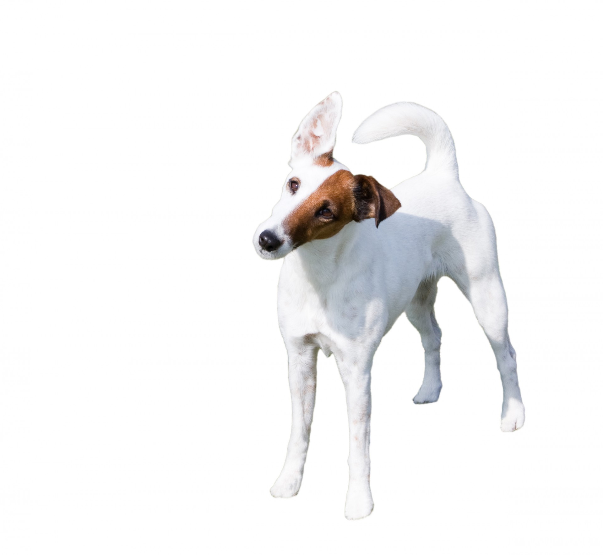 Pes izolované bílém pozadí