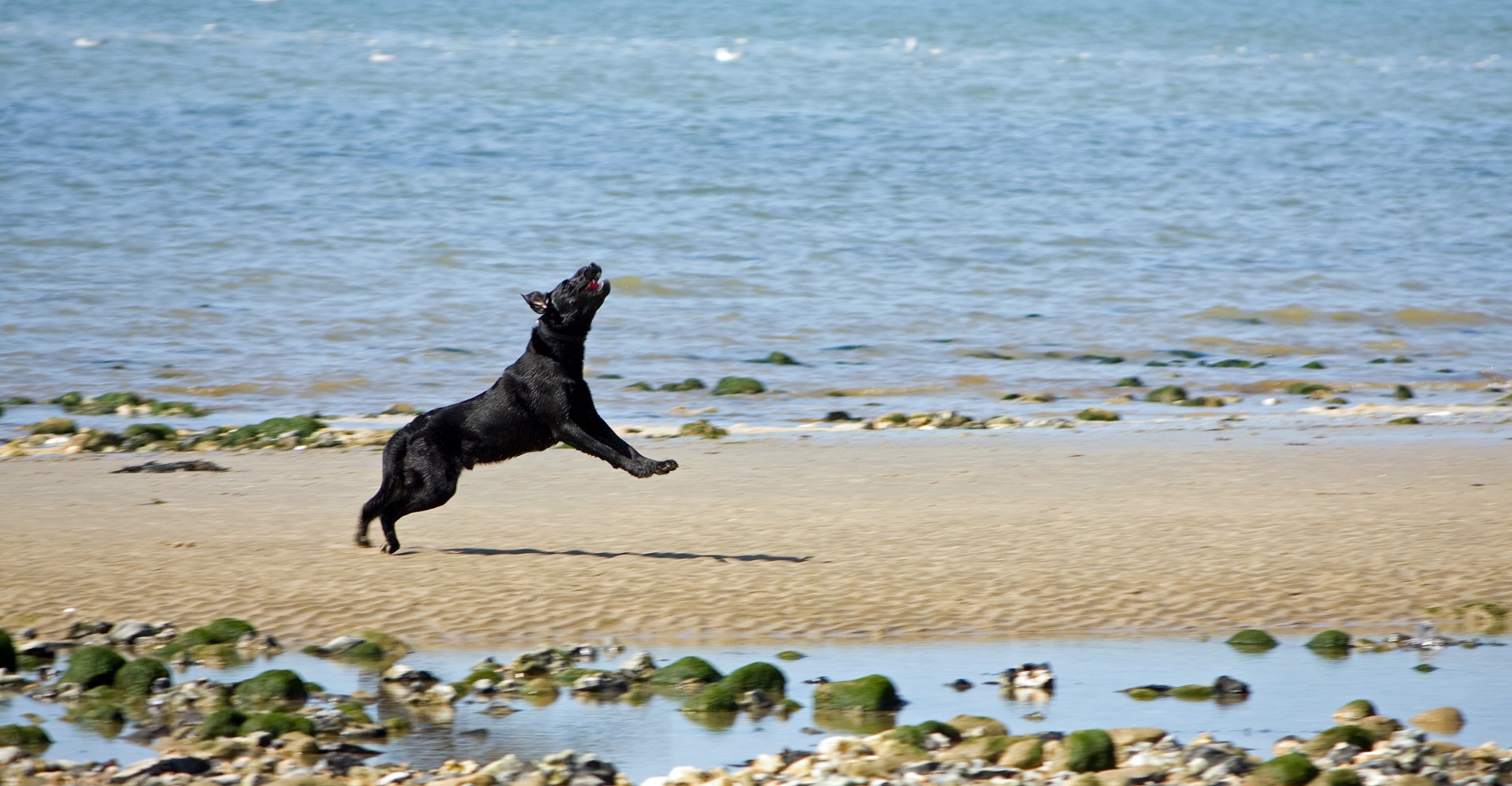 Собака прыгаю на пляже