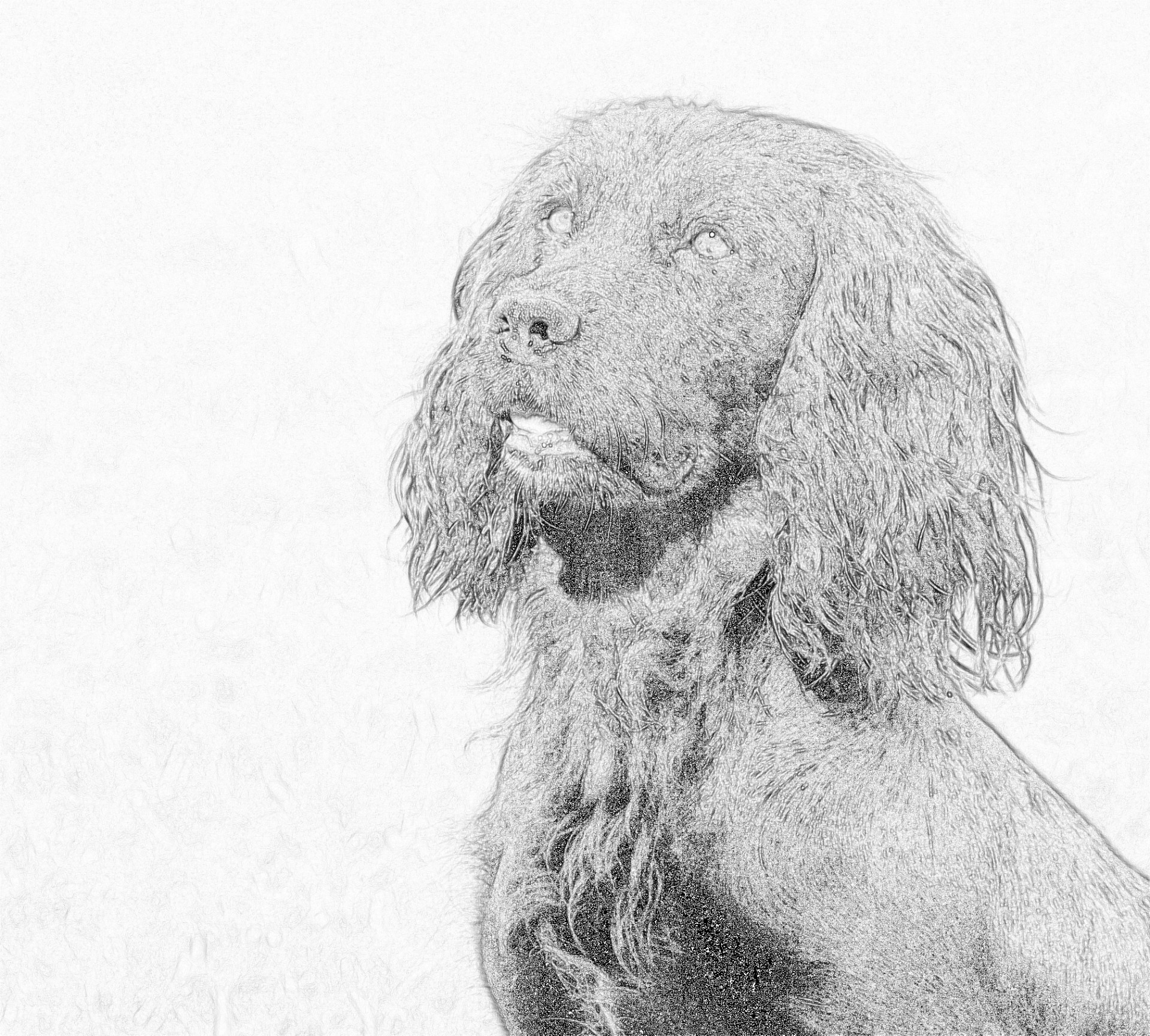 Ilustracja Portret Dog