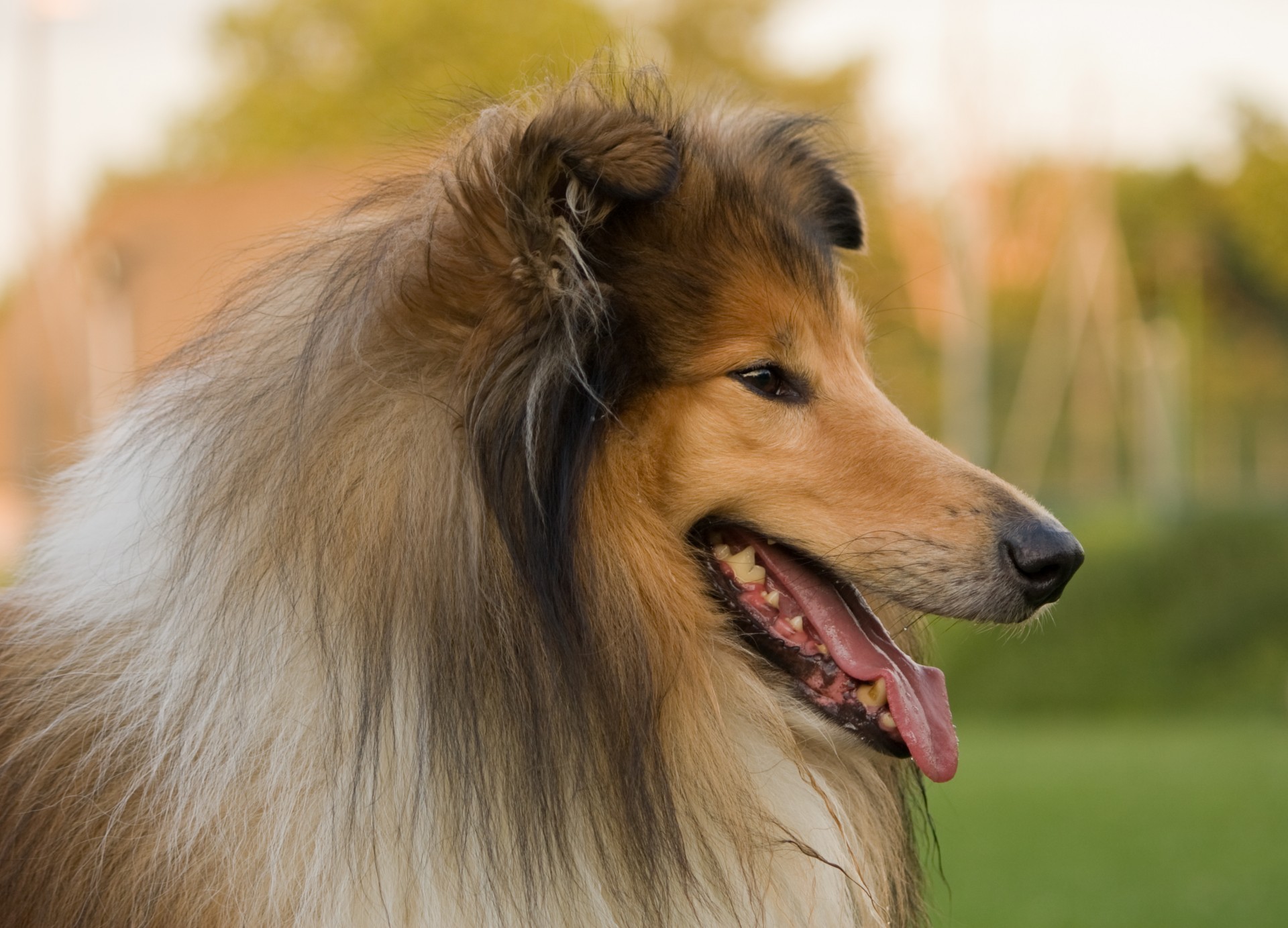 Hund Collie Portrait