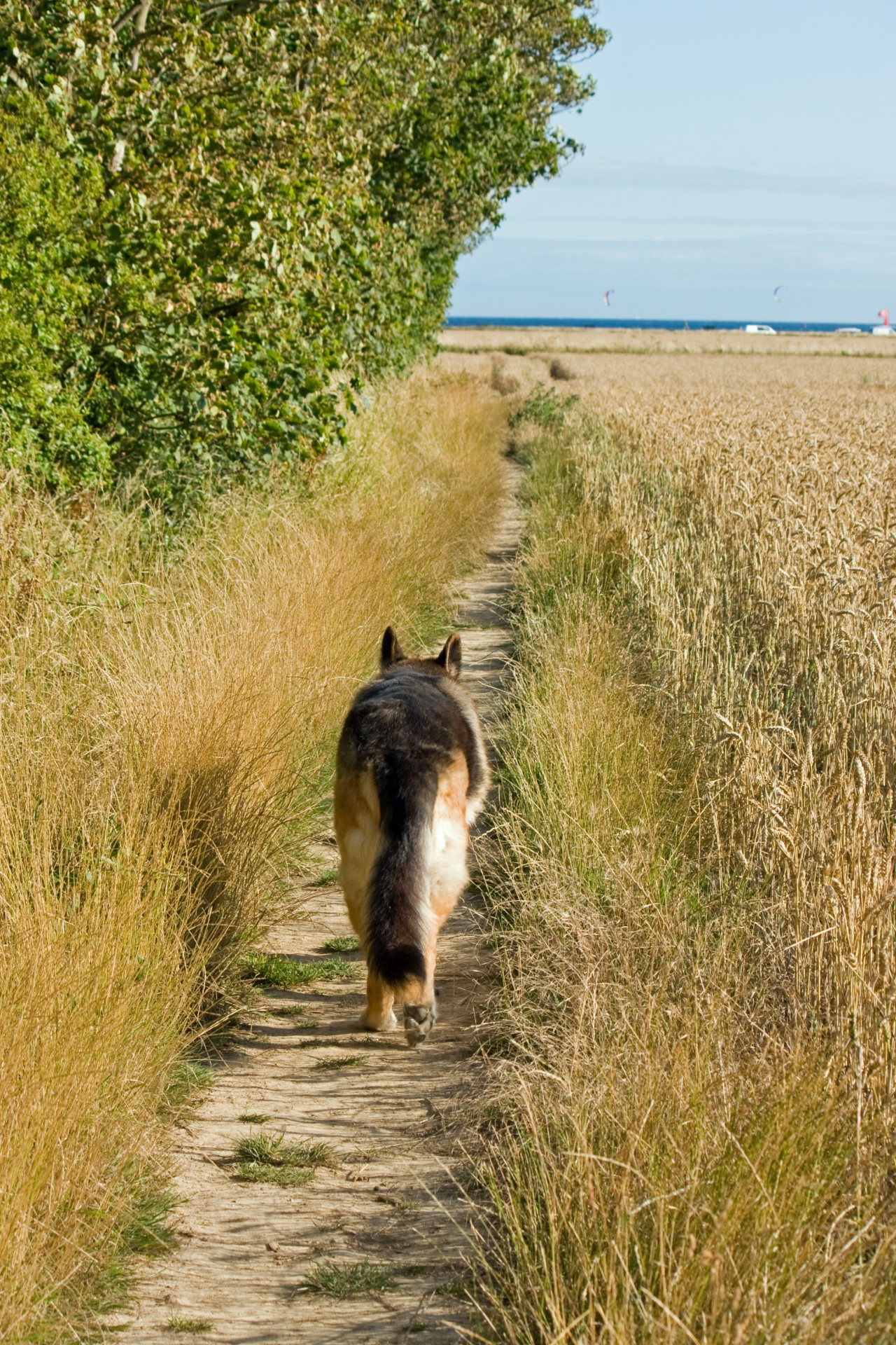 Dog Walking durch Felder