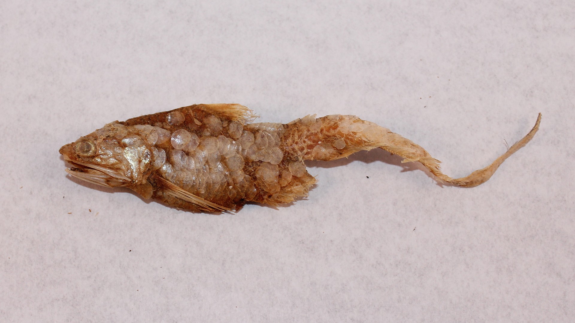 Сушеная рыба мумифицированные