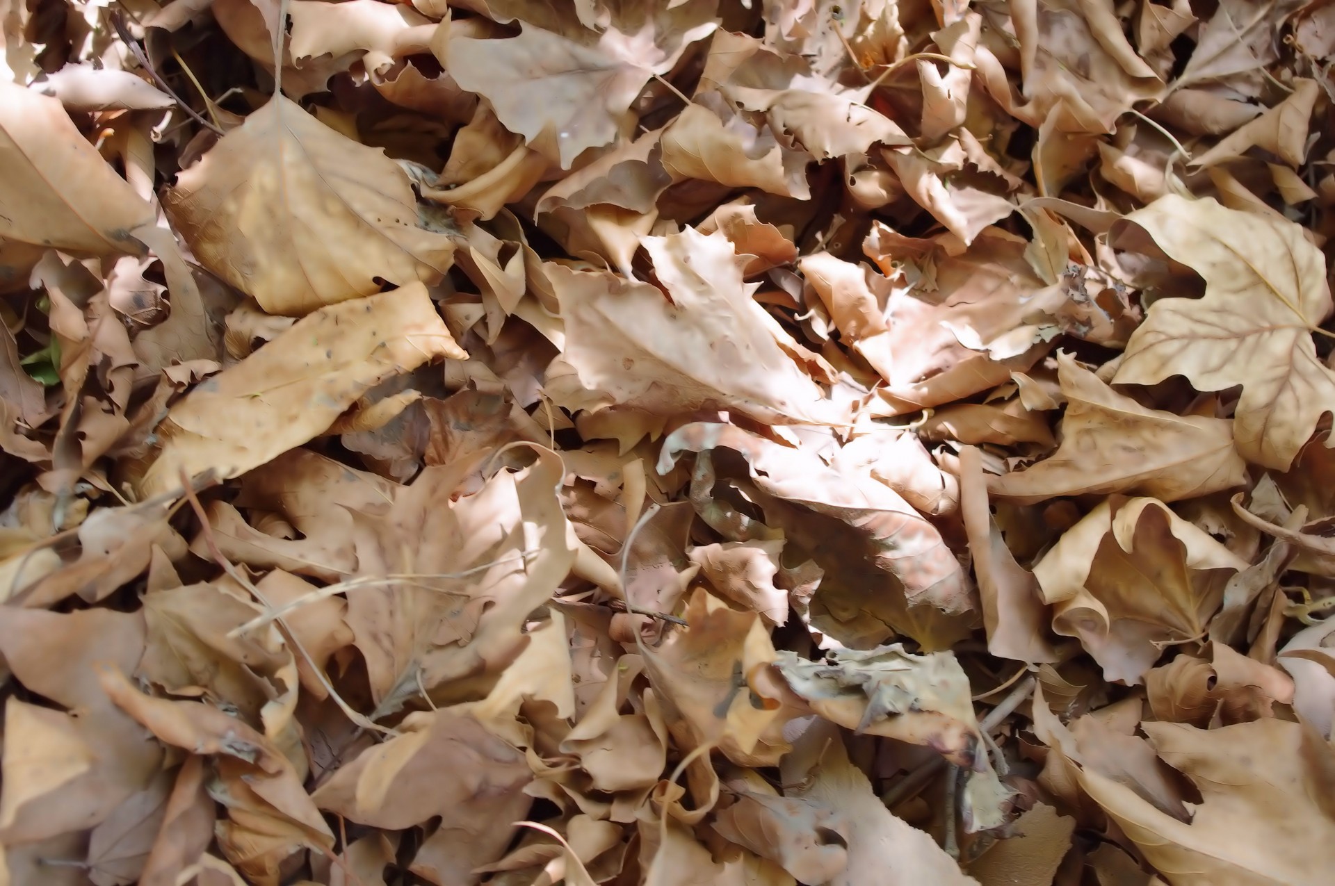 Сухие листья фон