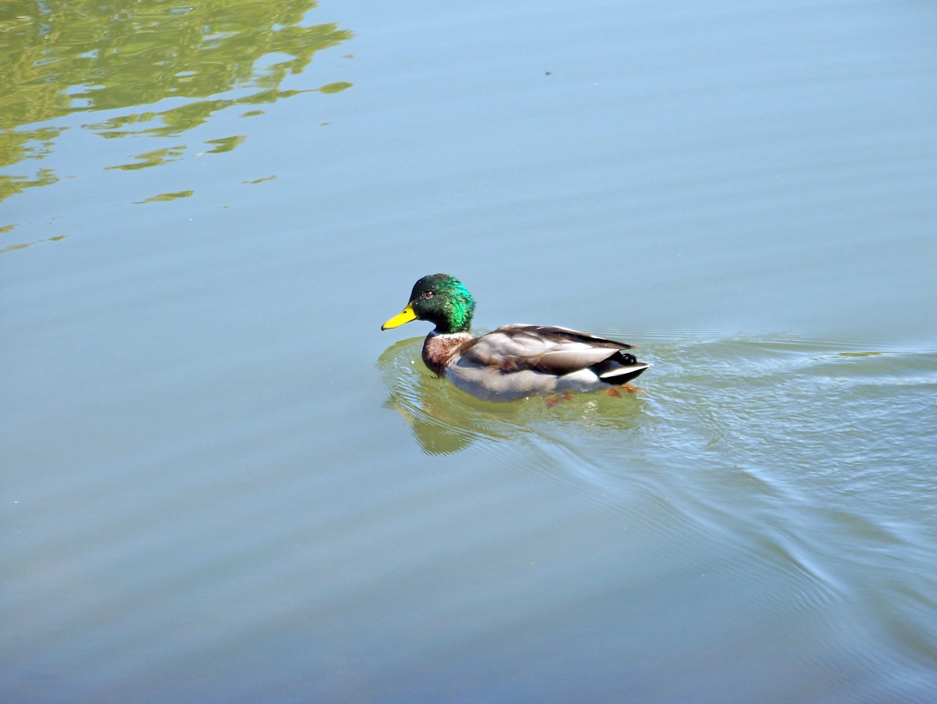 Ente auf Teich