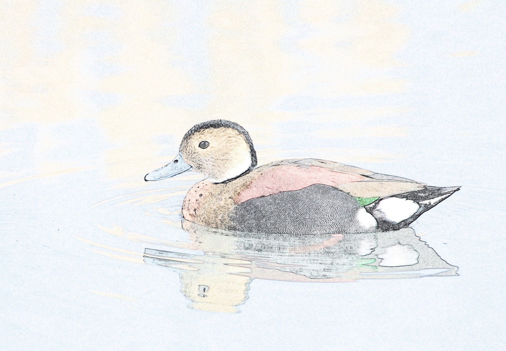 Duck pe Ilustrație de apă