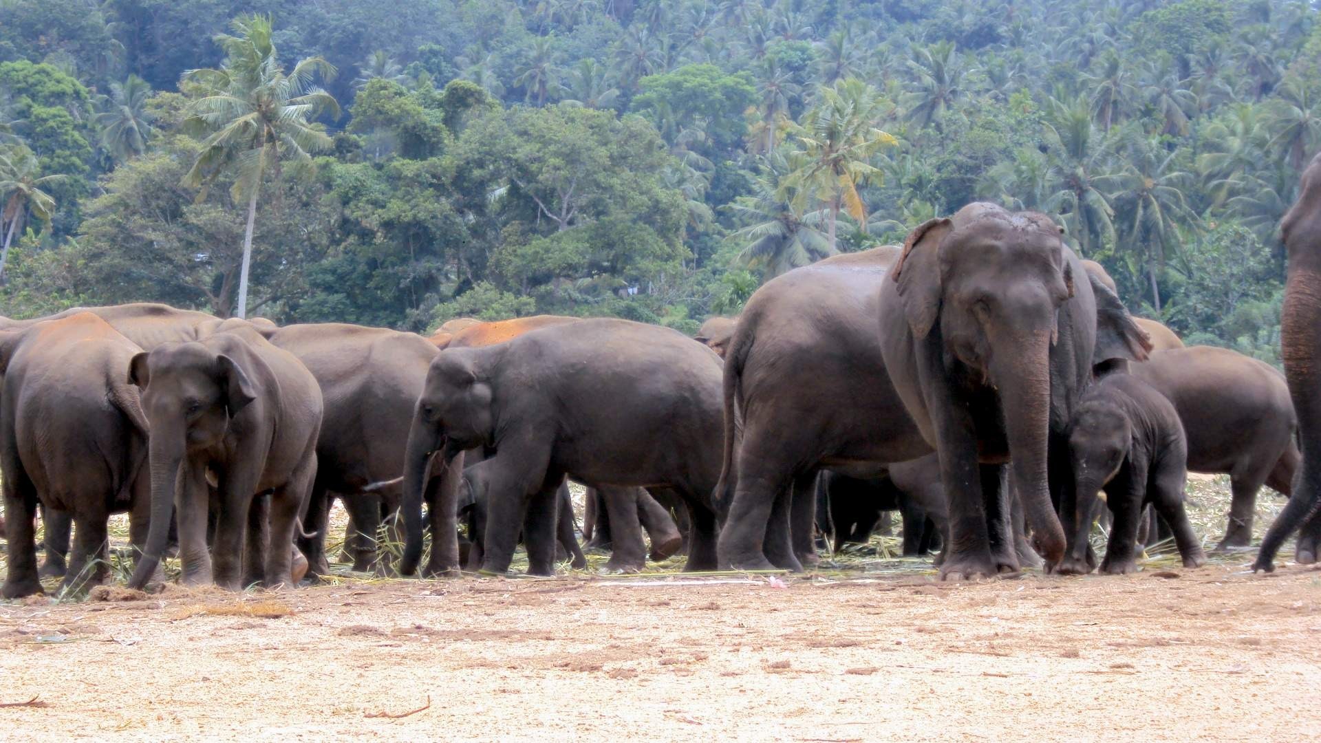 Слон детского Шри-Ланке