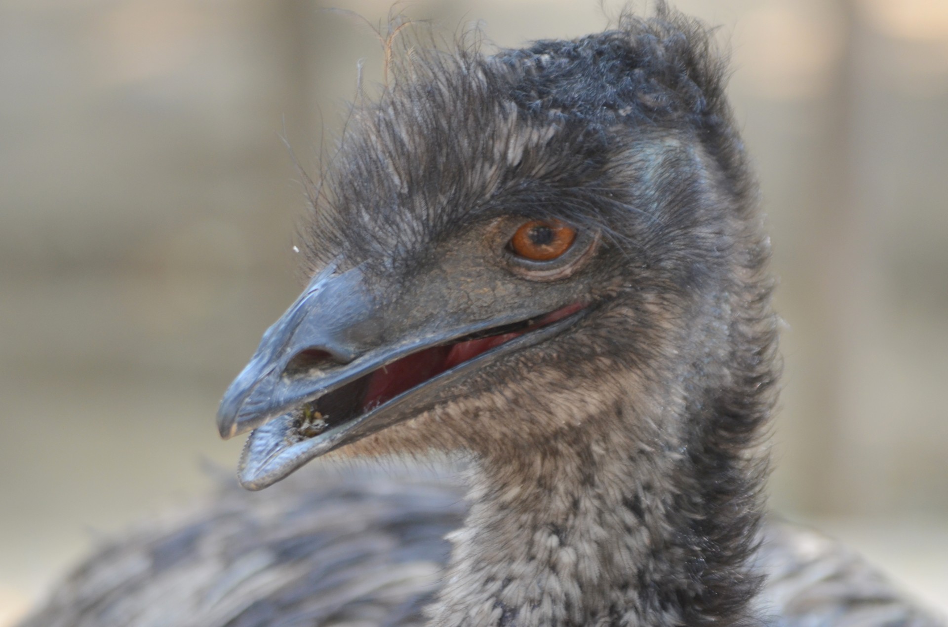 Emu Vogel