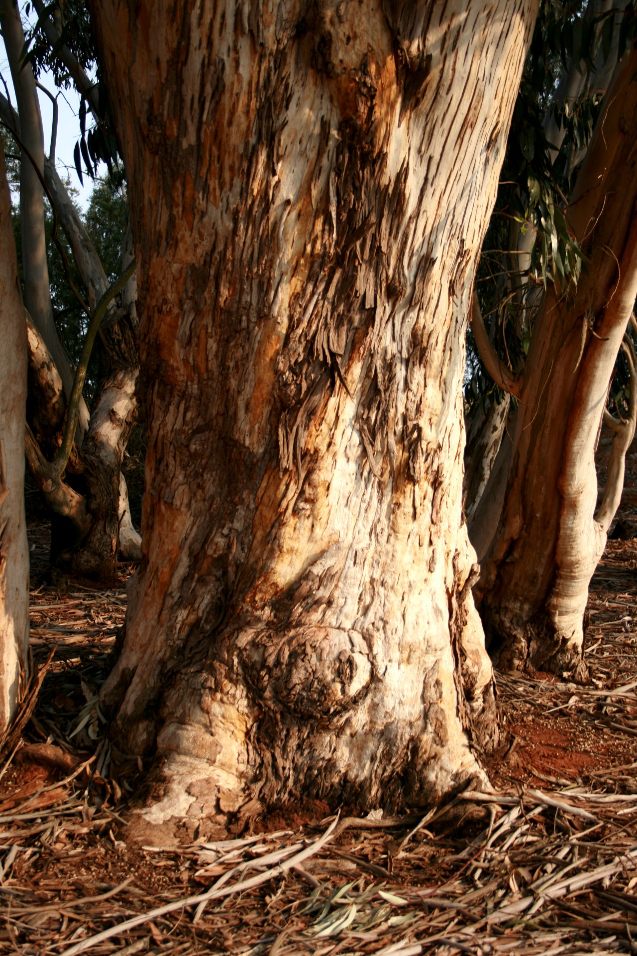 Eukalyptus Baumstamm