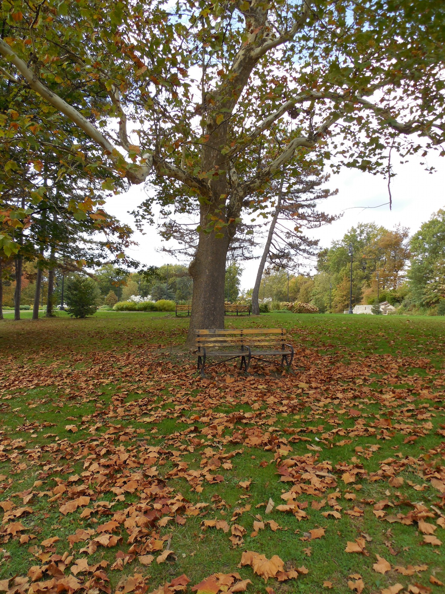 Herbst Bench