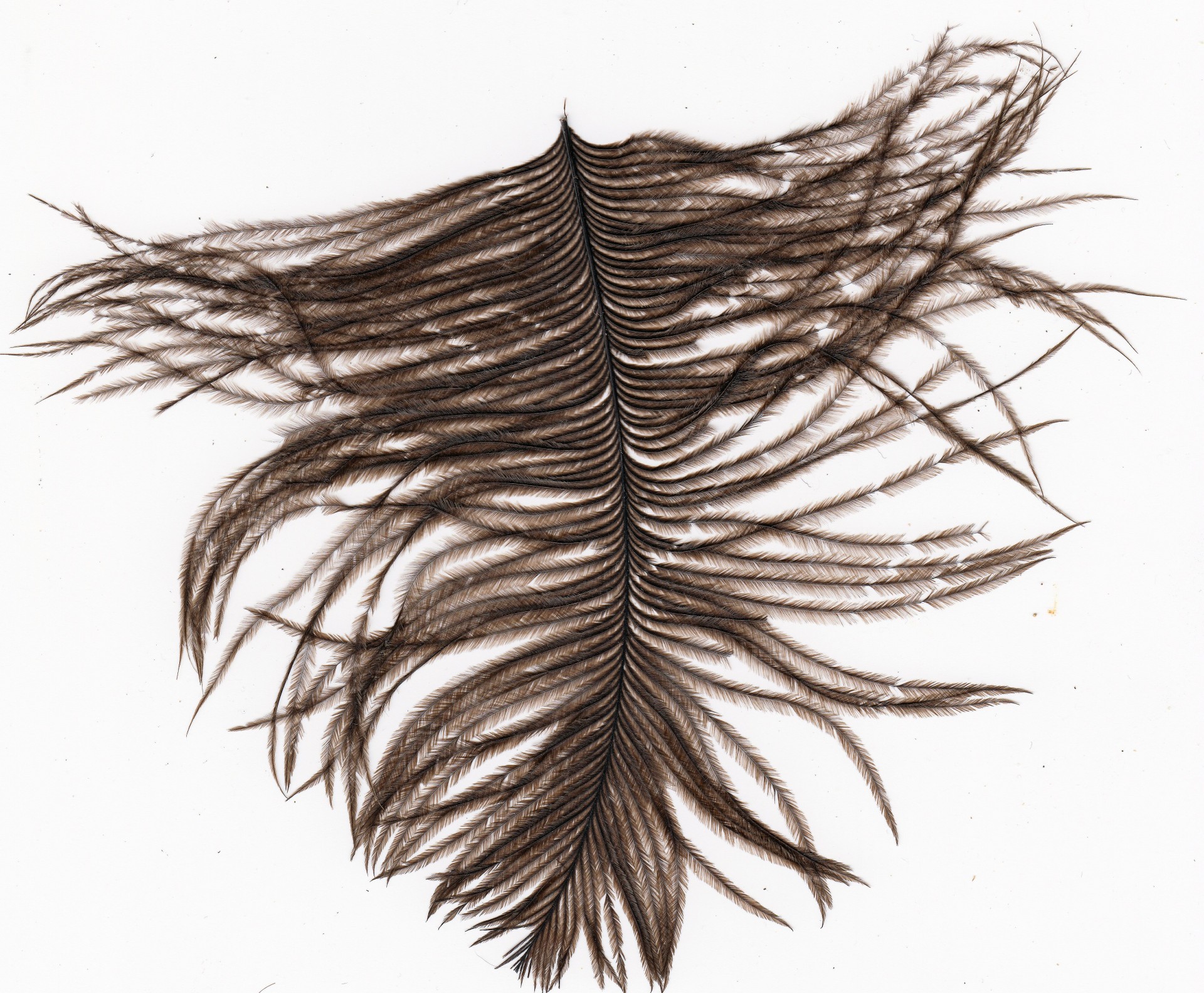 Feather Free Stock Photo - Public Domain Pictures
