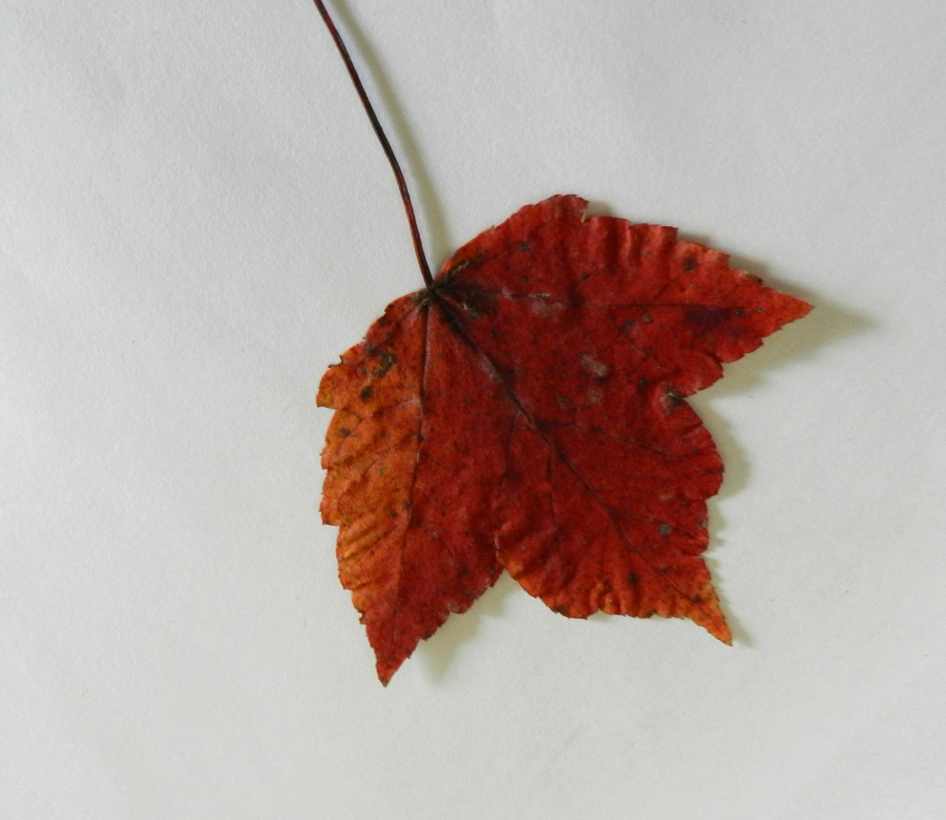 Maple Leaf (4)