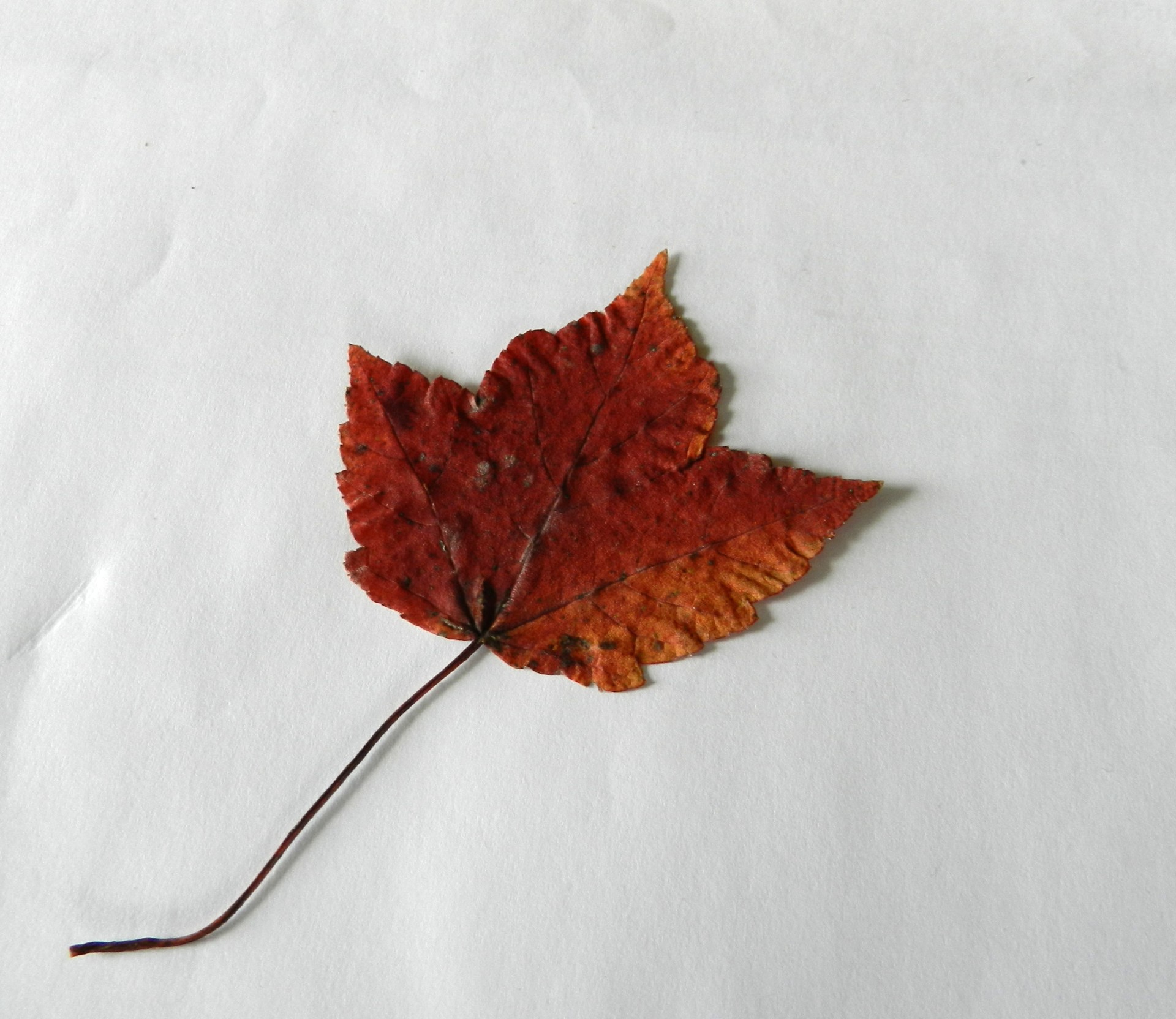 Maple Leaf (5)