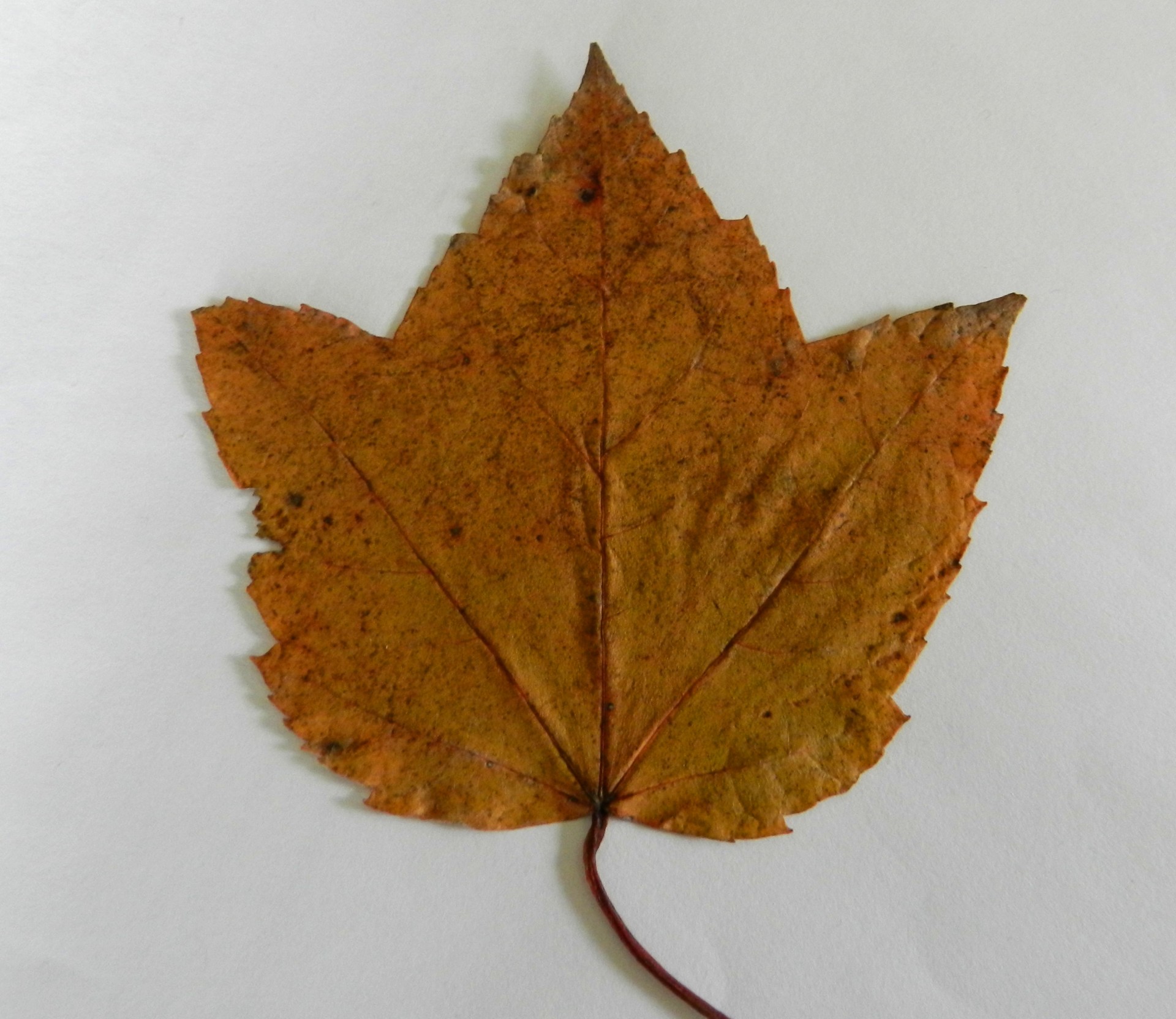 Maple Leaf (6)
