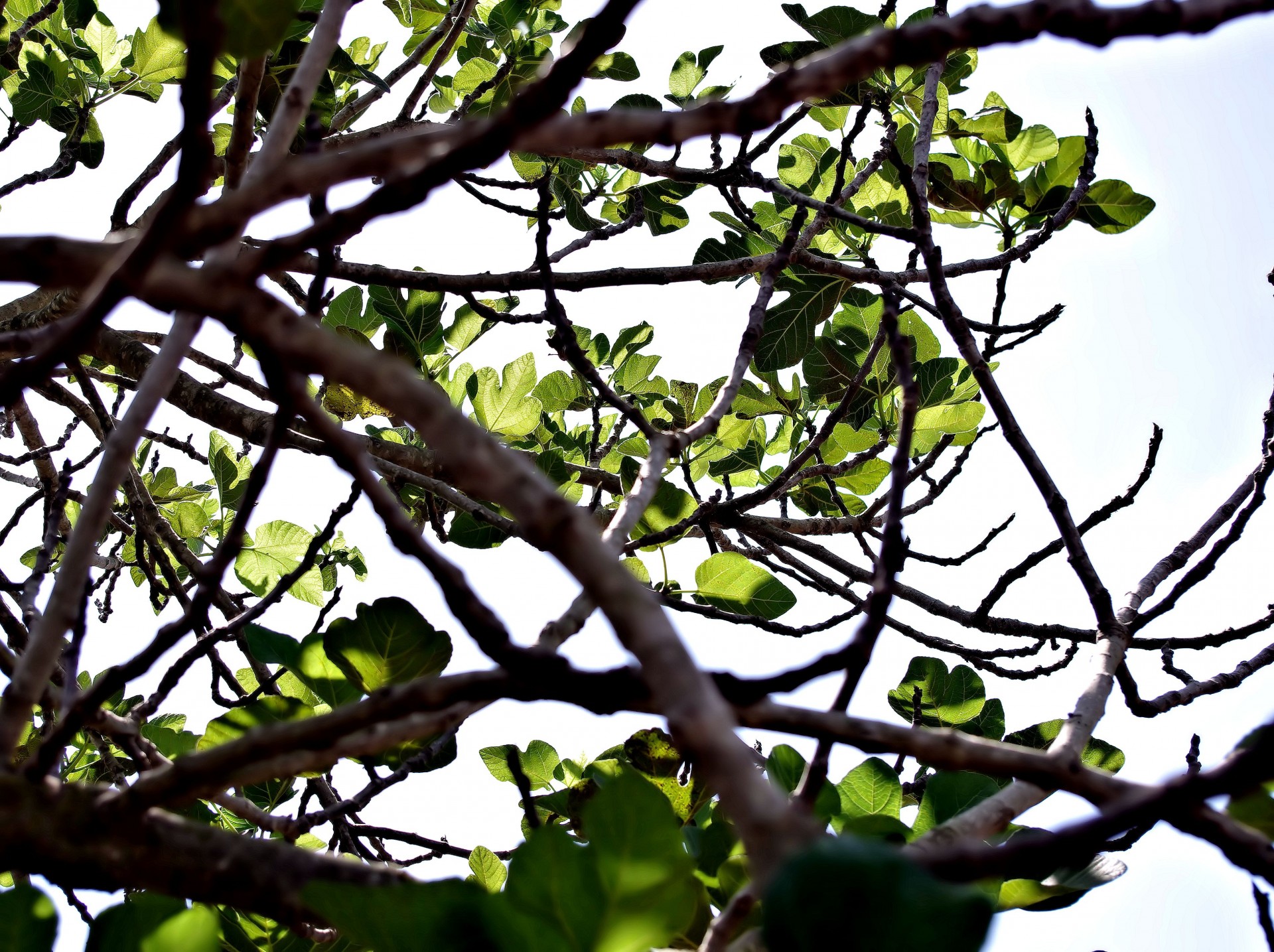 Fig Leaves Background