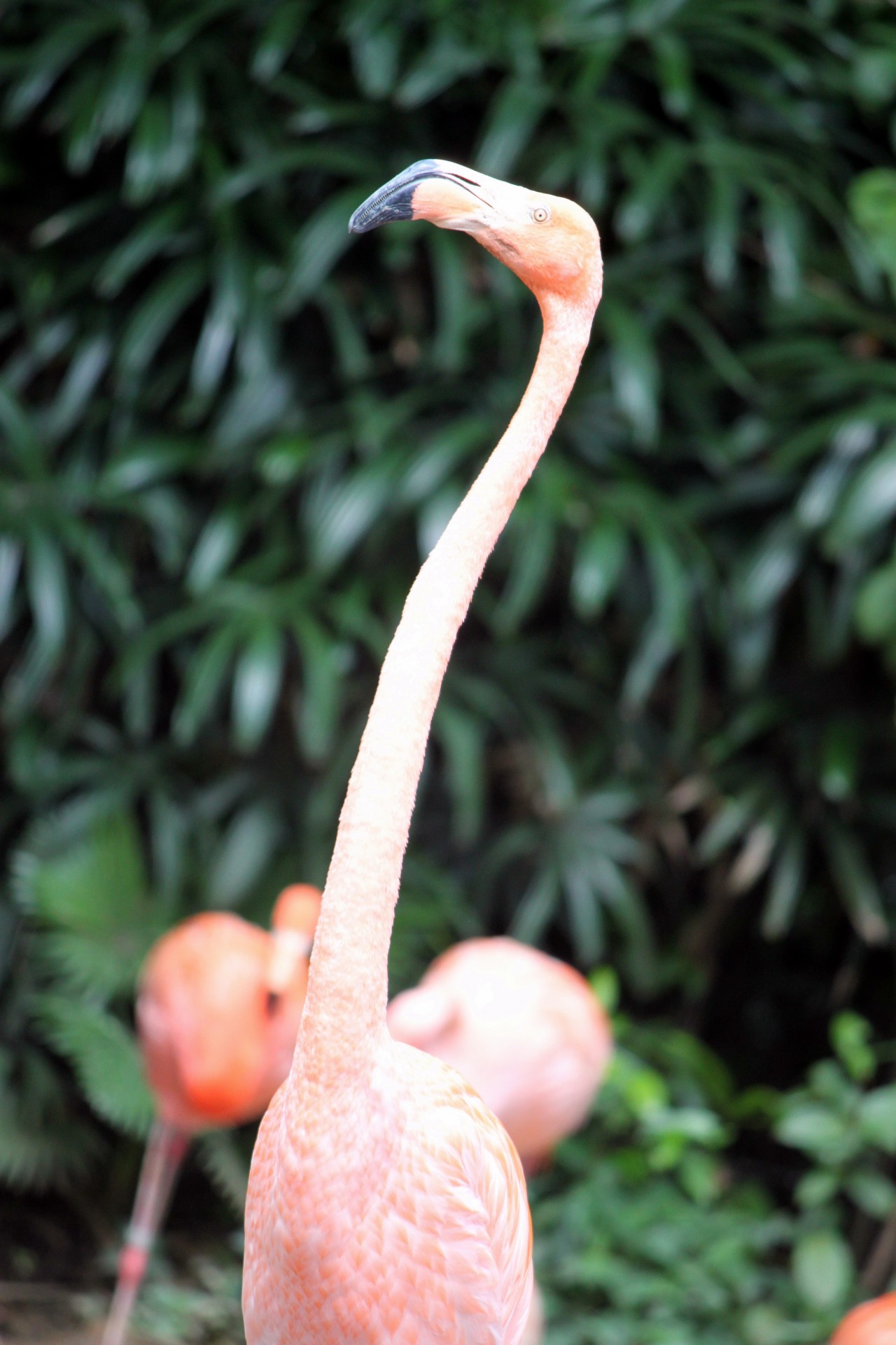 Flamingo возглавить с длинной шеей