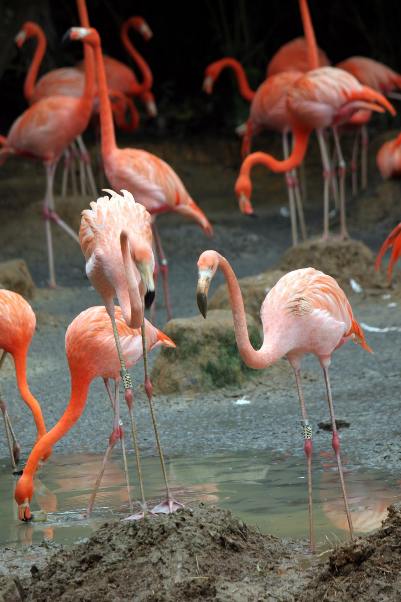 Фламинго в поисках пищи