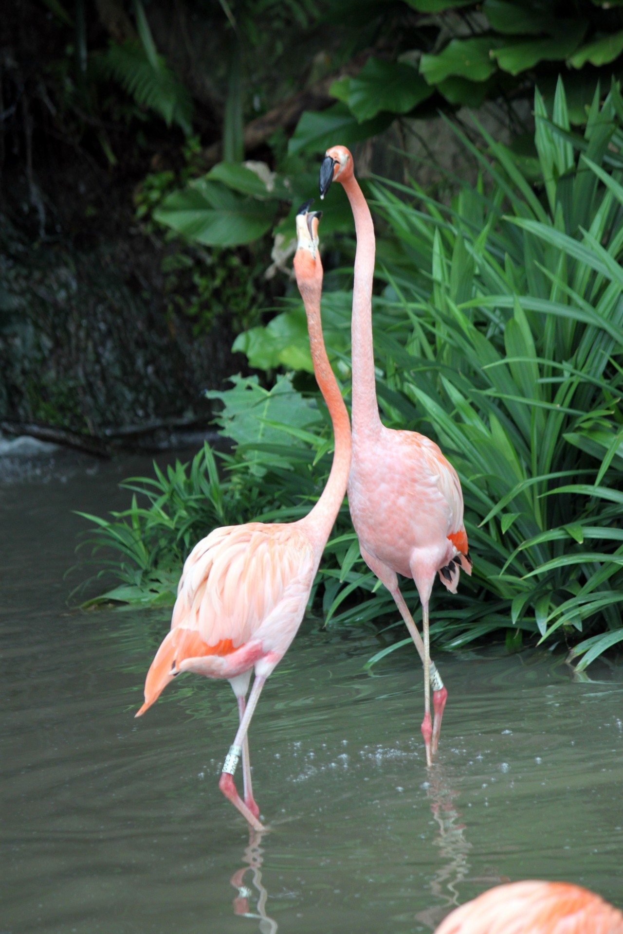 фламинго вместе ходить