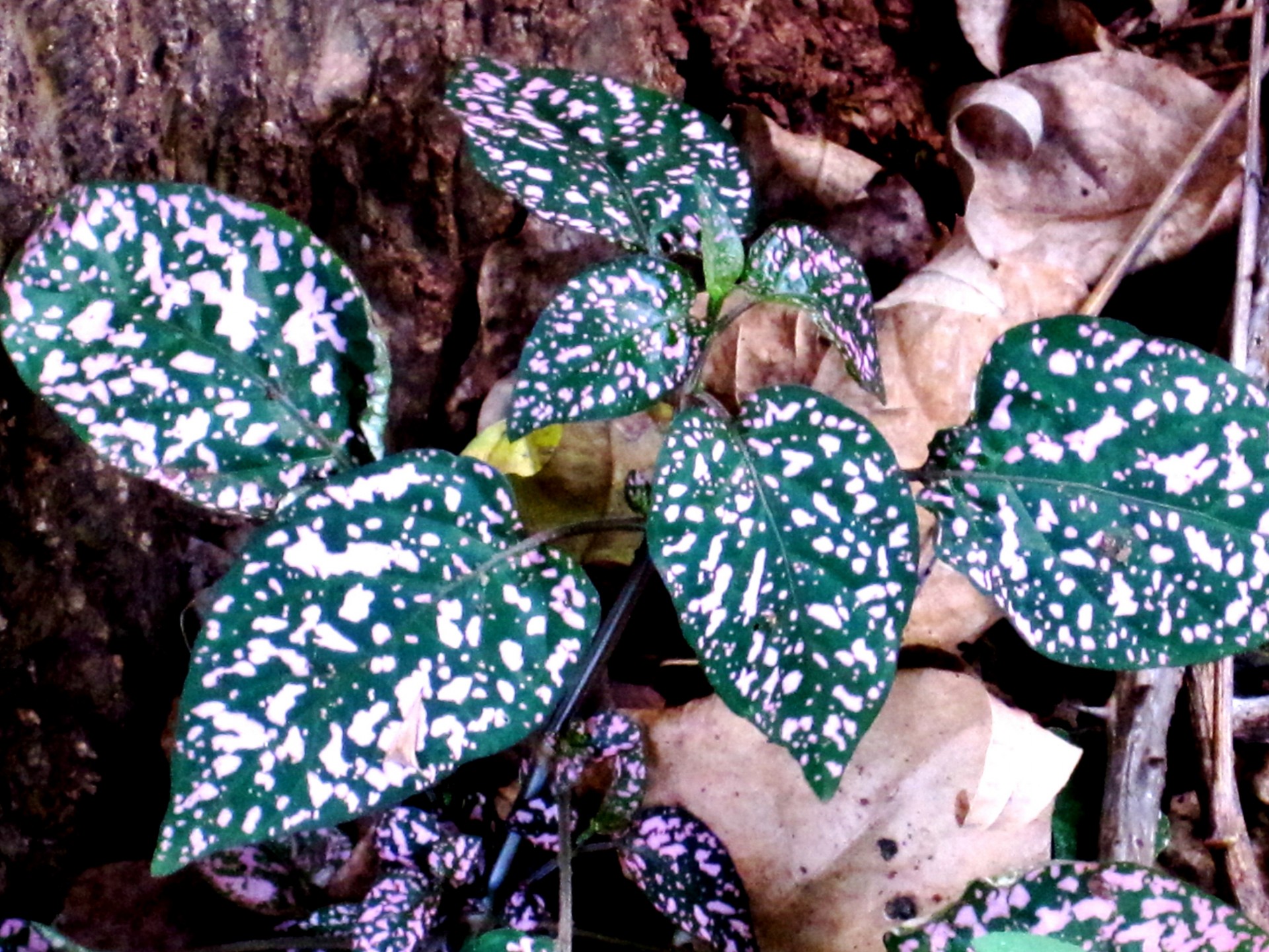 Flecked Blätter