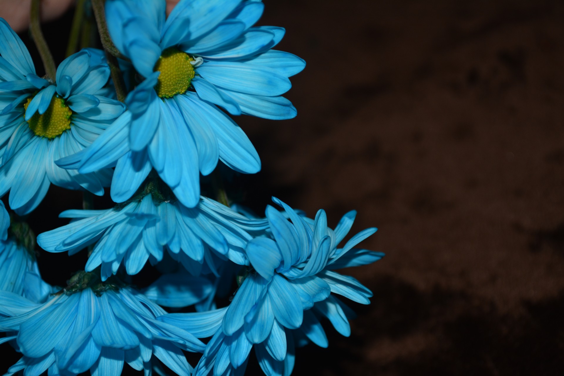 Флора макро Дейзи Цветет синий A1