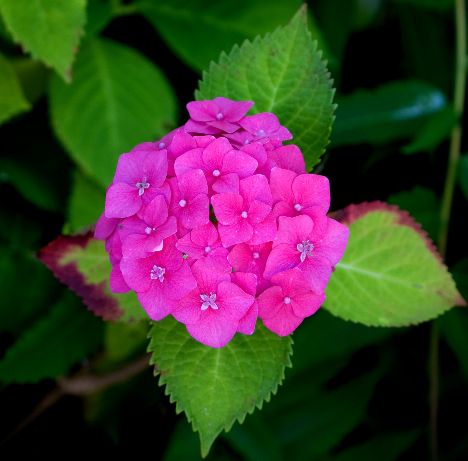 Цветок, розовый Гортензия