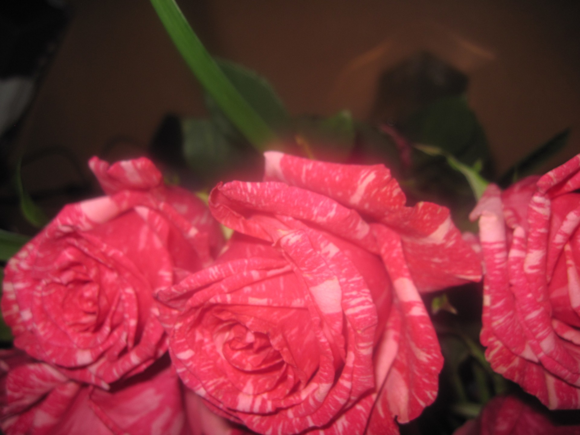 Цветочные розовые полосы Love Rose