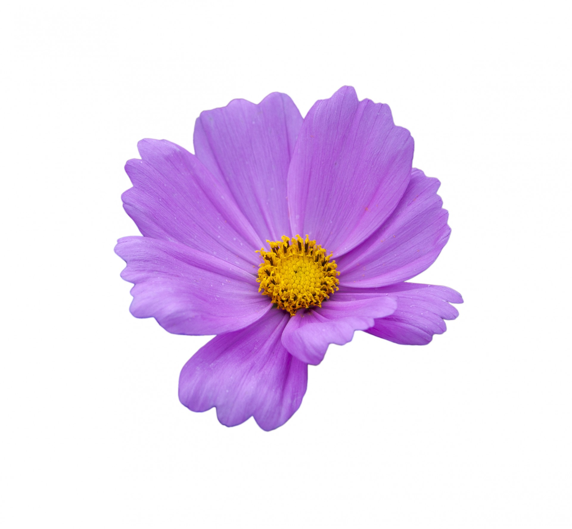 Flower Purple On White