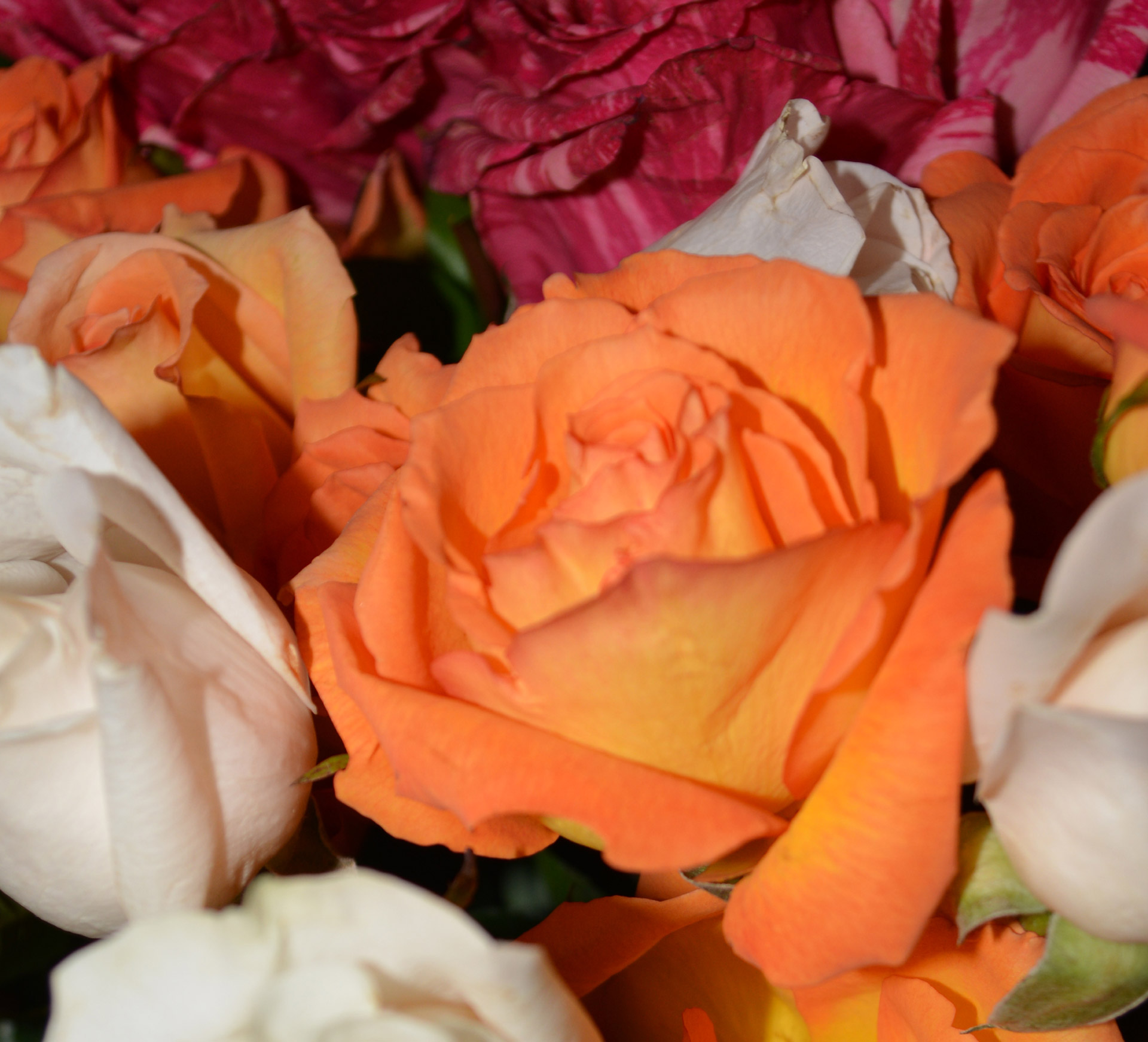Цветочная лоза Розы Красочные