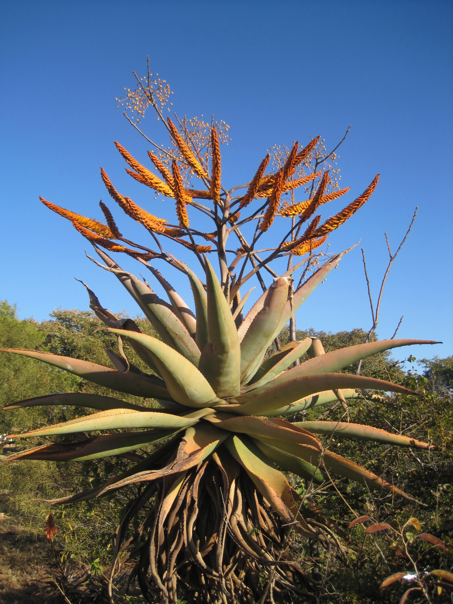 Blühende Aloe