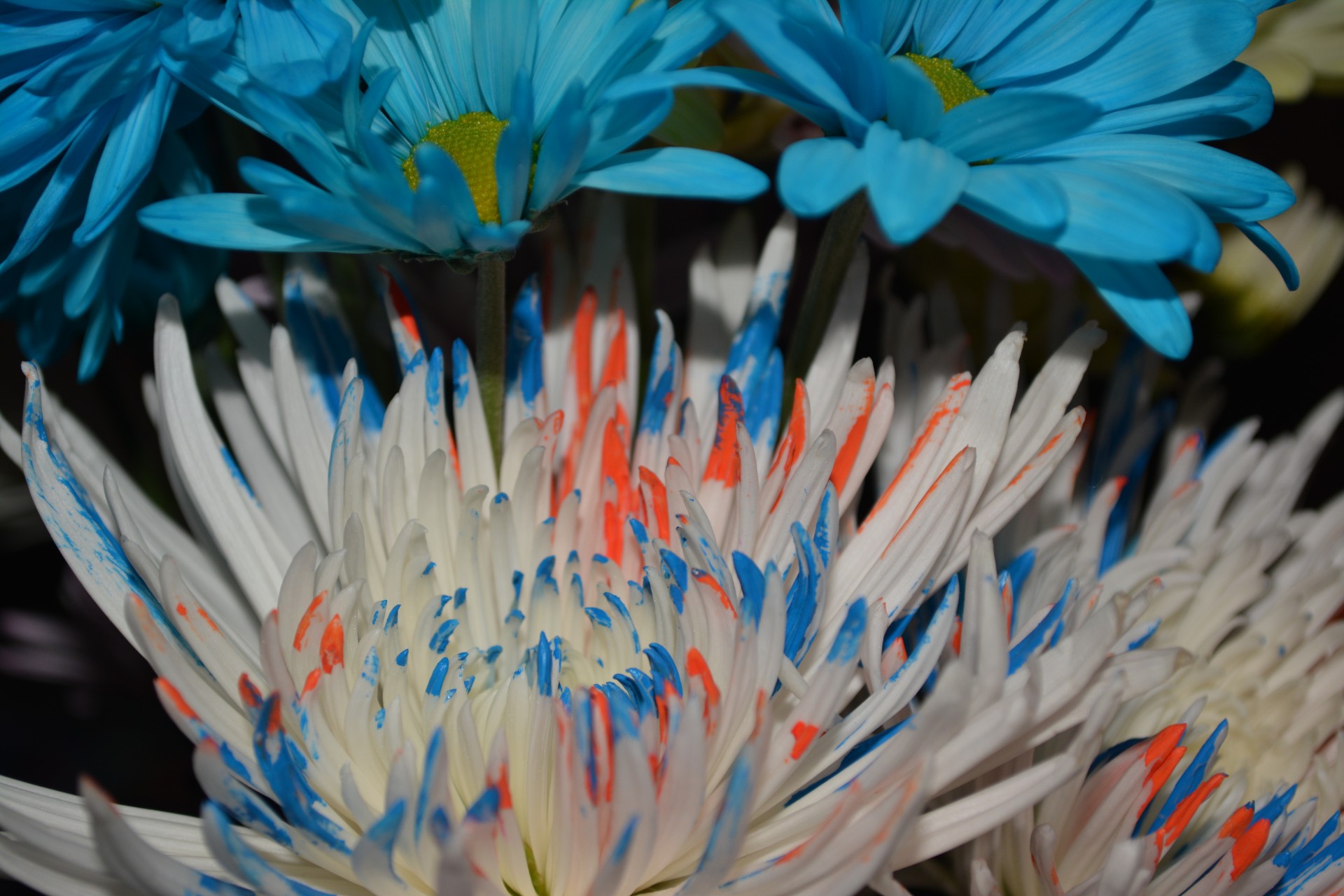 Дэйзи цветы Синий Флора Любовь