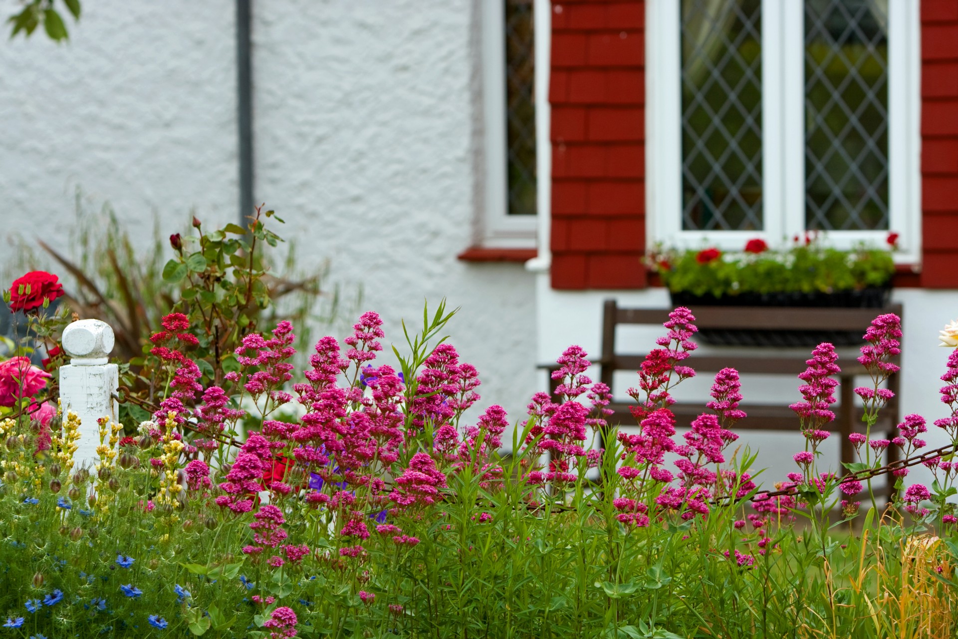 Bloemen in een Cottage Garden