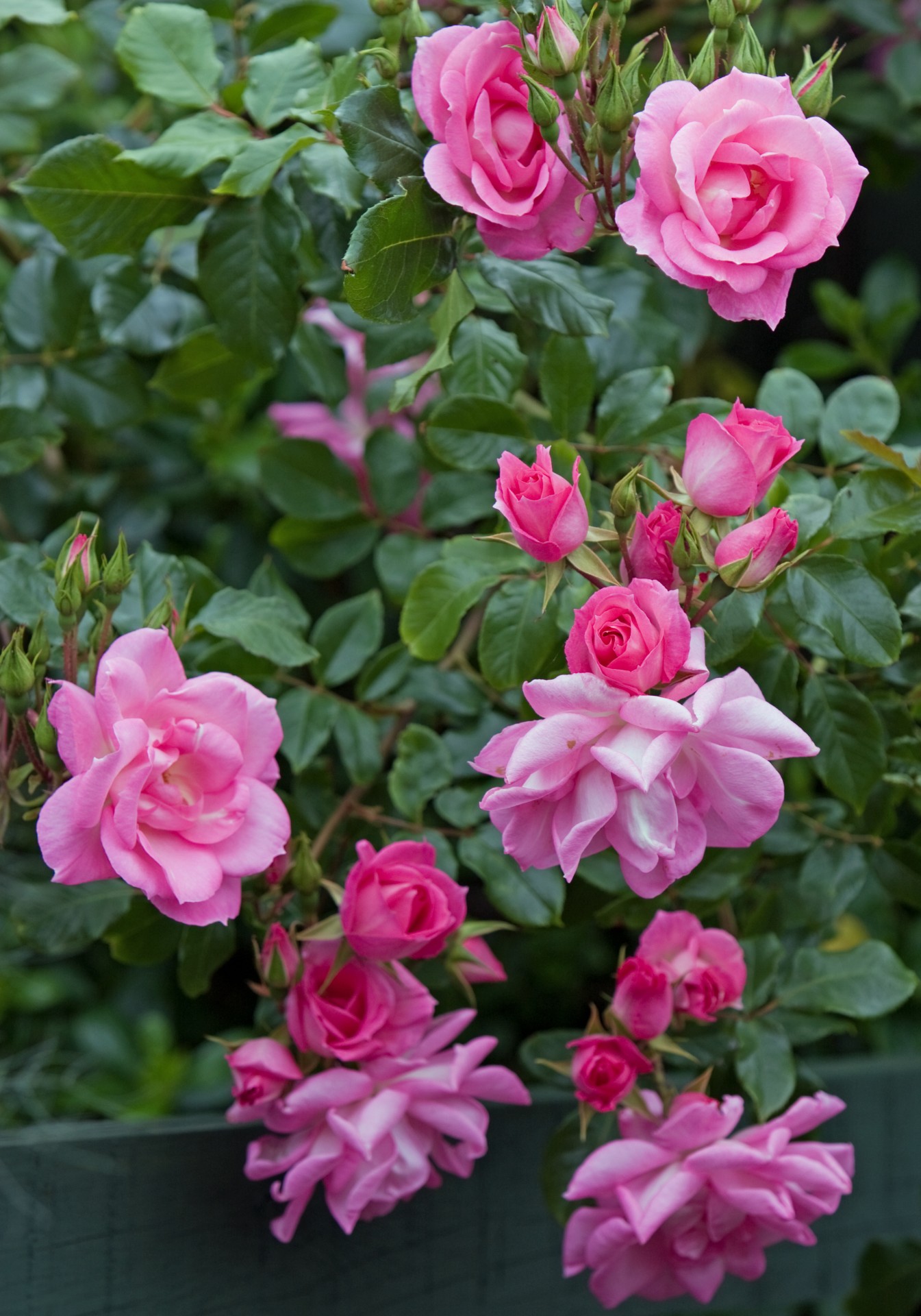 Blumen, Rose Pink