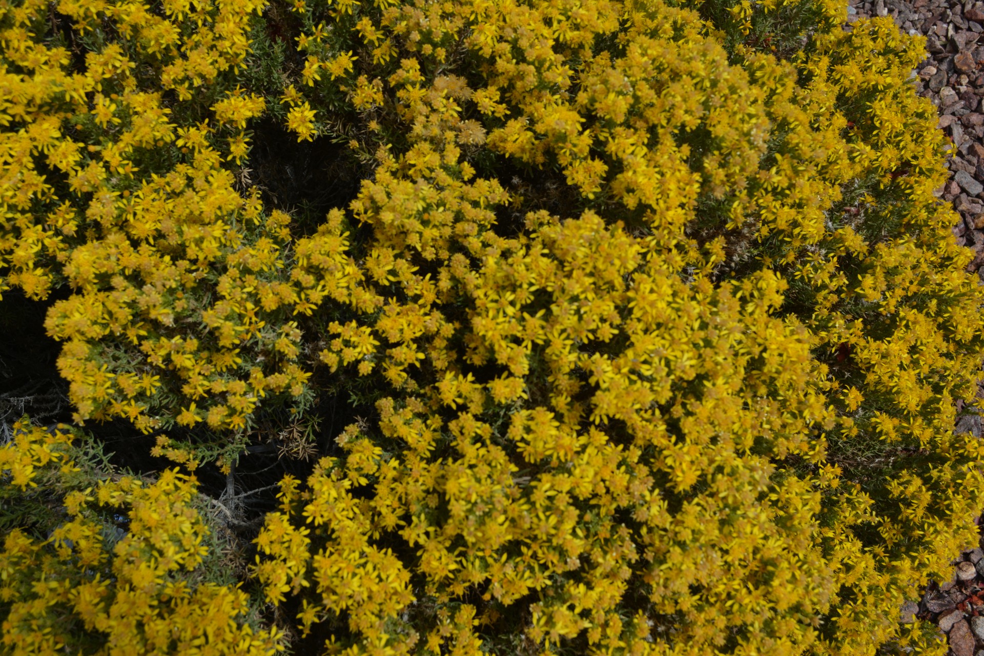 Цветки желтые распускается цветок Буша