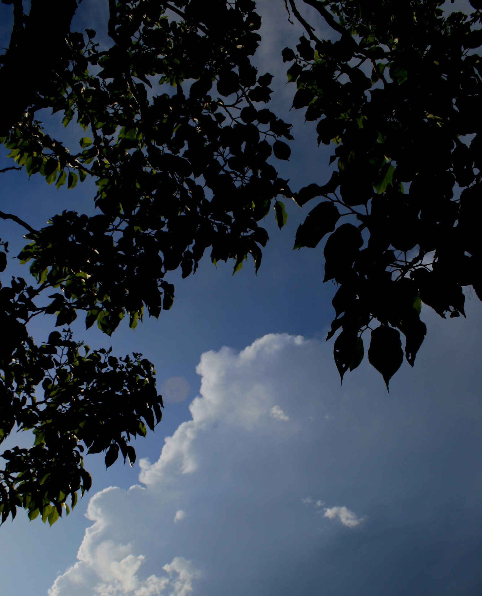 листвой силуэта с облаком