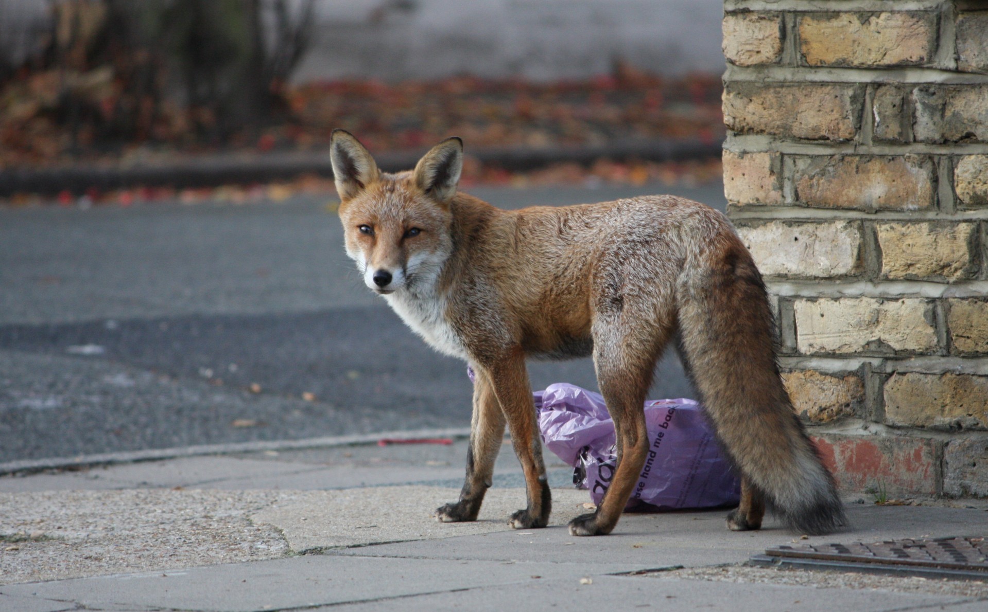 Fox на улице