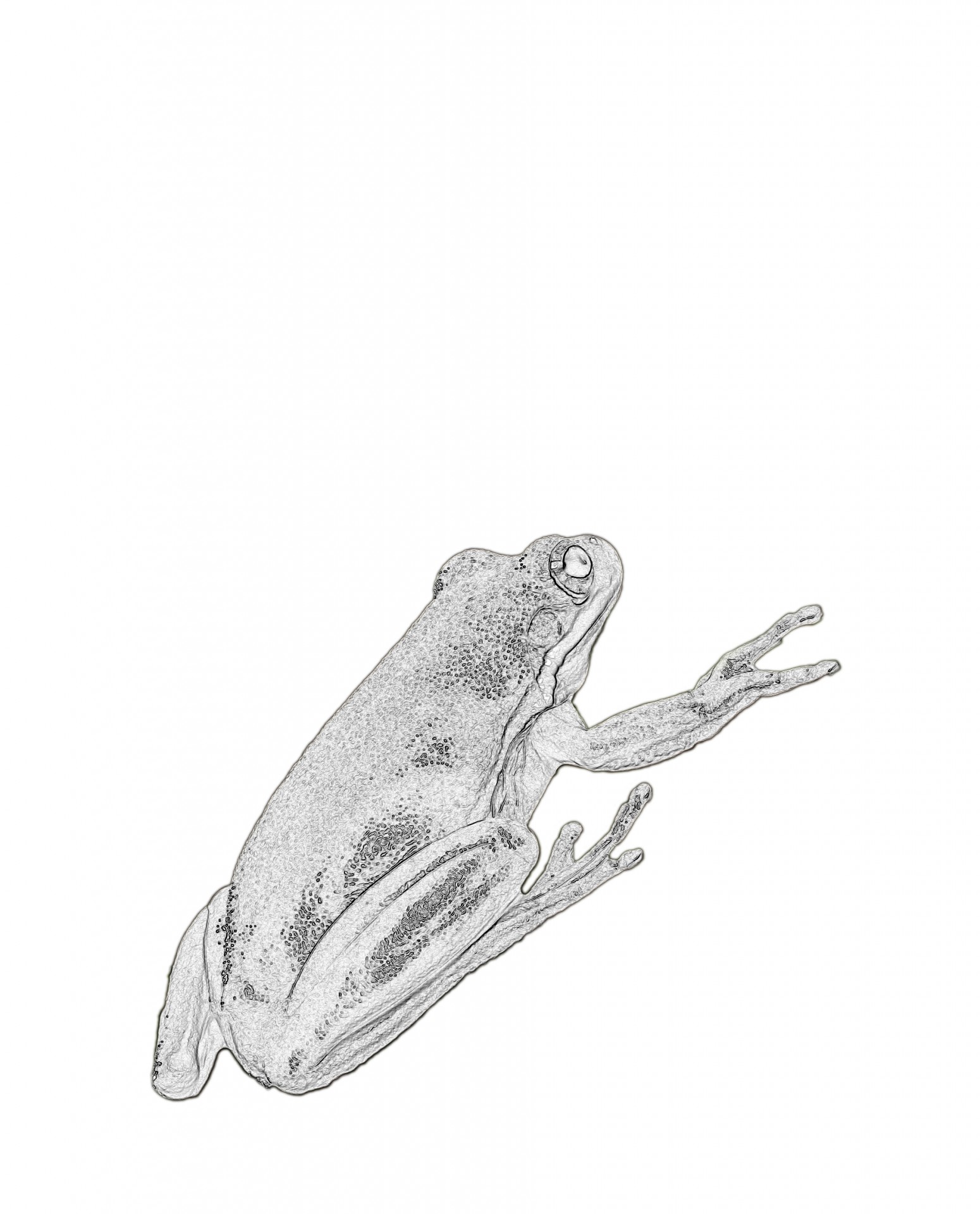 Лягушка Clipart Иллюстрация