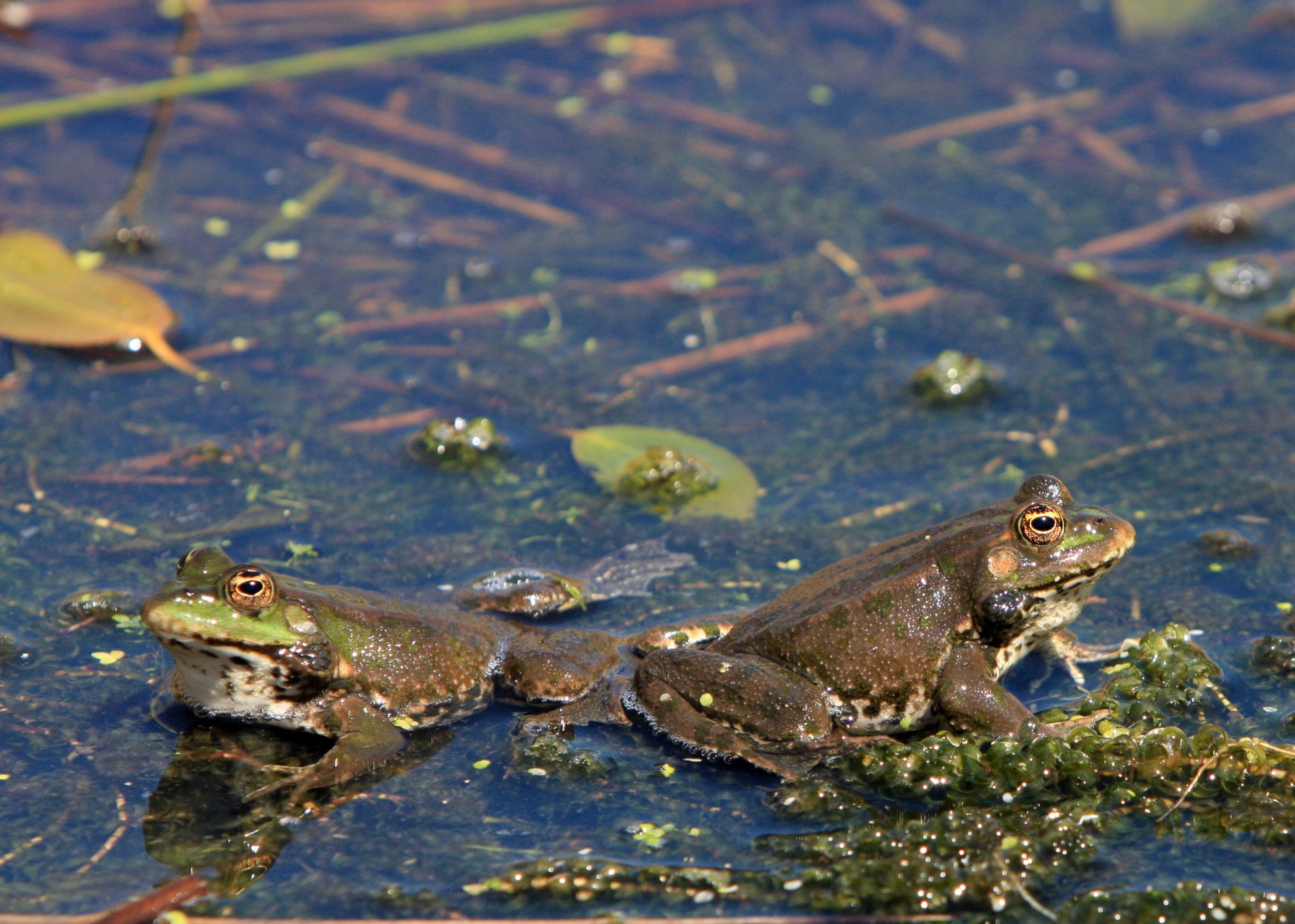Frogs In The Pond