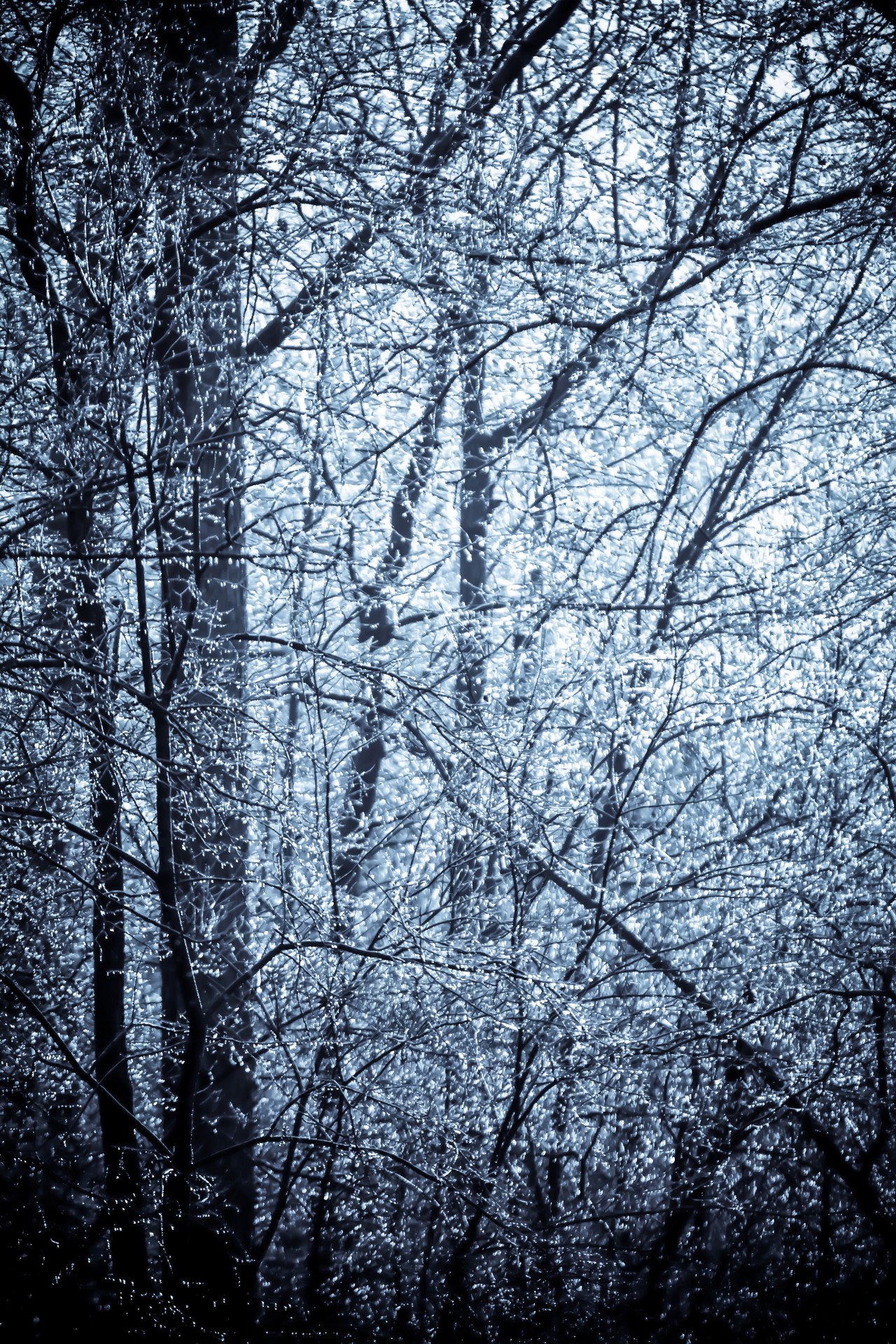 Brina e ghiaccio coperti albero